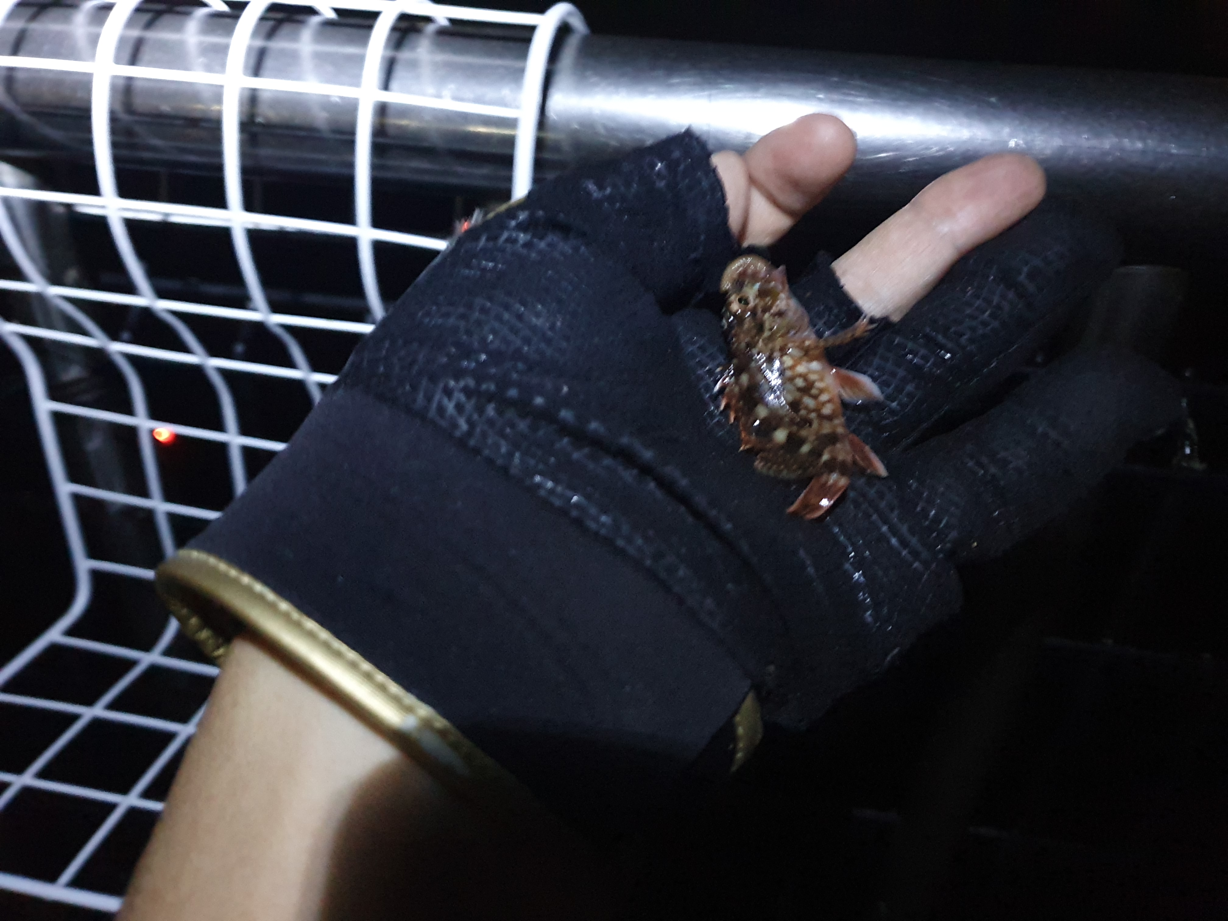 横須賀うみかぜ公園 夜釣り