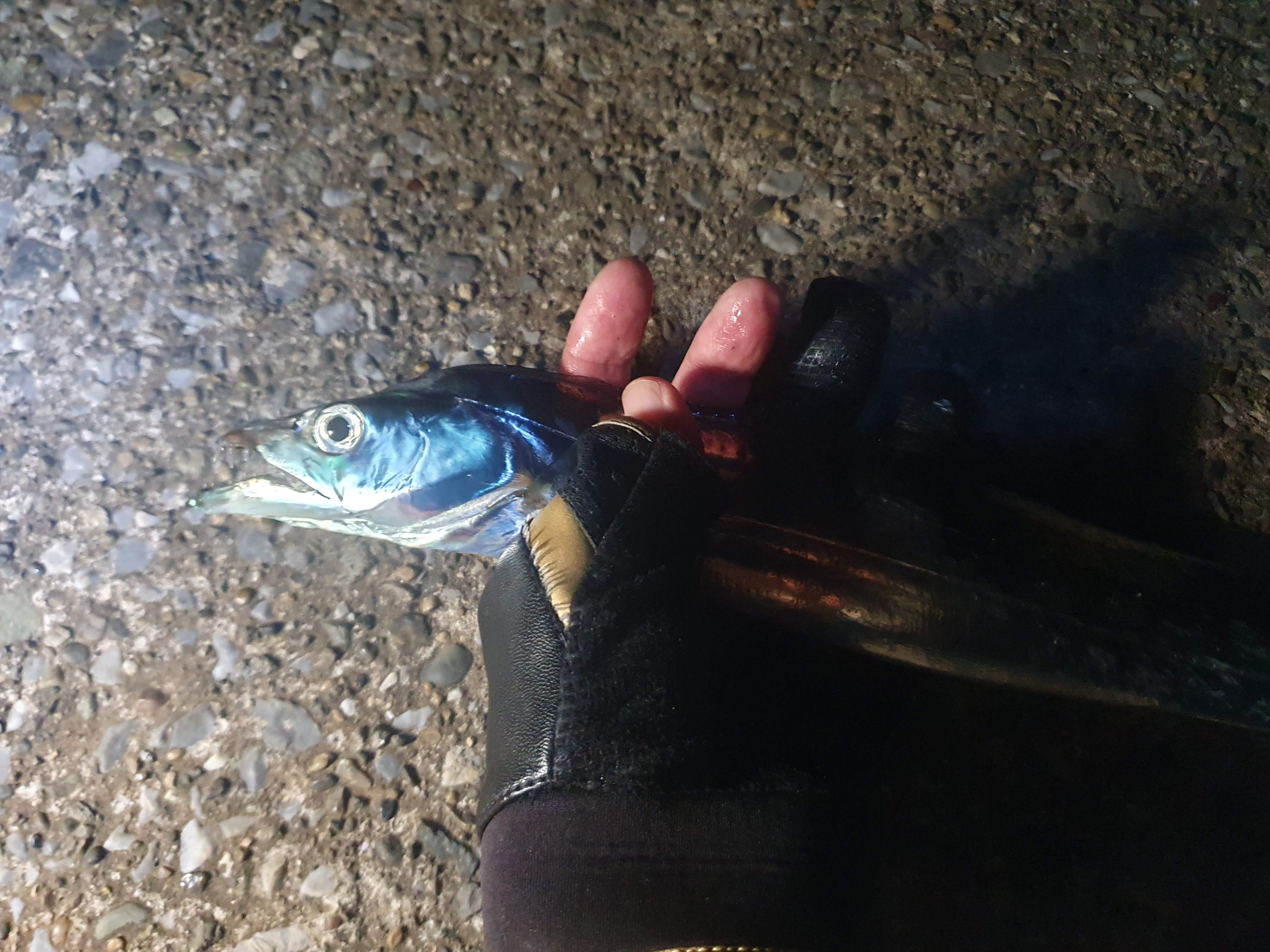  横須賀うみかぜ公園 太刀魚 テンヤ 包ワーム