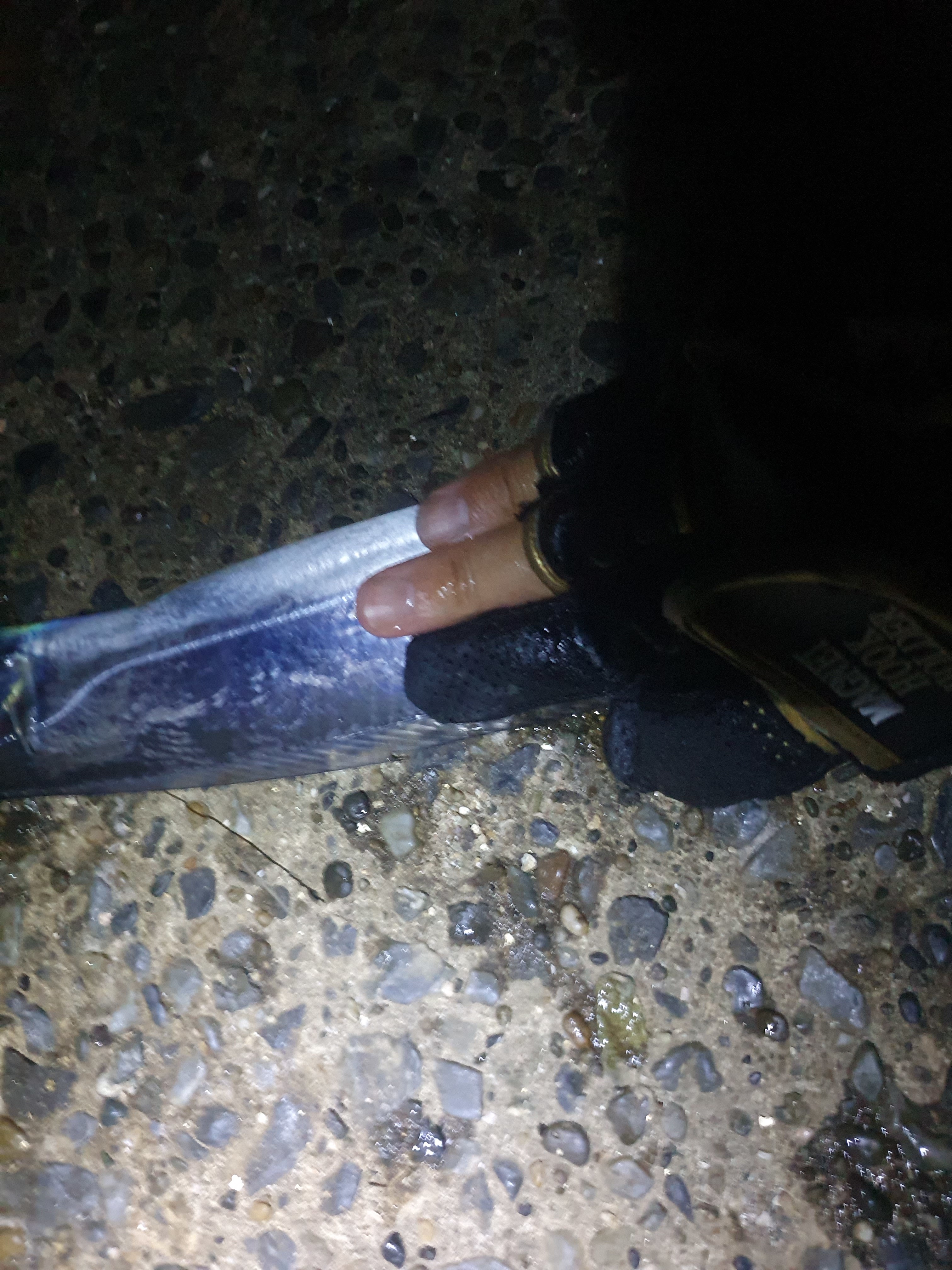  横須賀うみかぜ公園 太刀魚 テンヤ 包ワーム