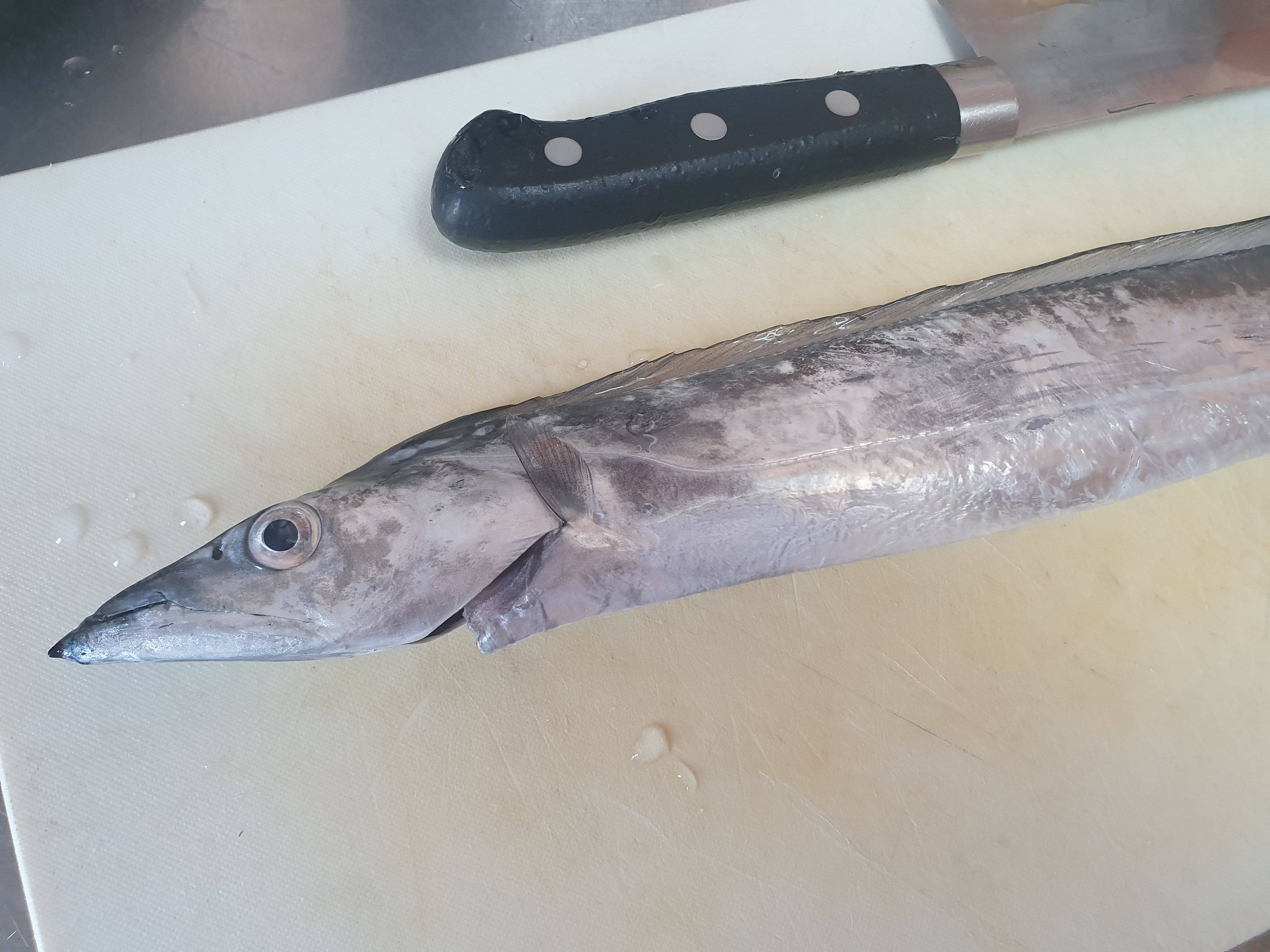  横須賀うみかぜ公園 太刀魚 テンヤ 包ワーム