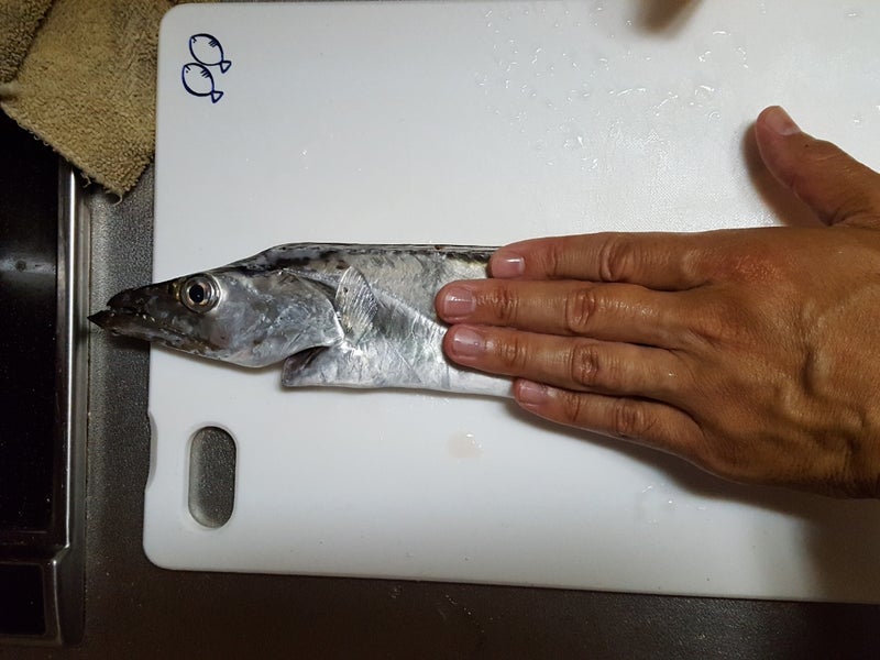 磯子海づり施設 夕まづめにジギングで太刀魚が釣れた