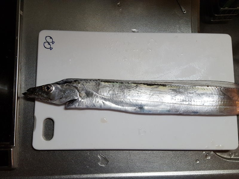 磯子海づり施設 夕まづめにジギングで太刀魚が釣れた