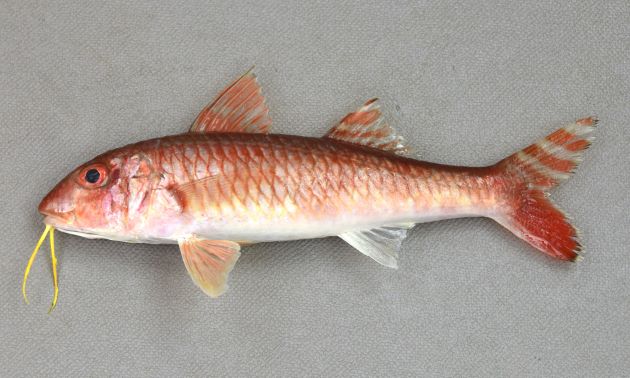 【うみかぜ公園】ファミリーフィッシング 良型カサゴにメジナ