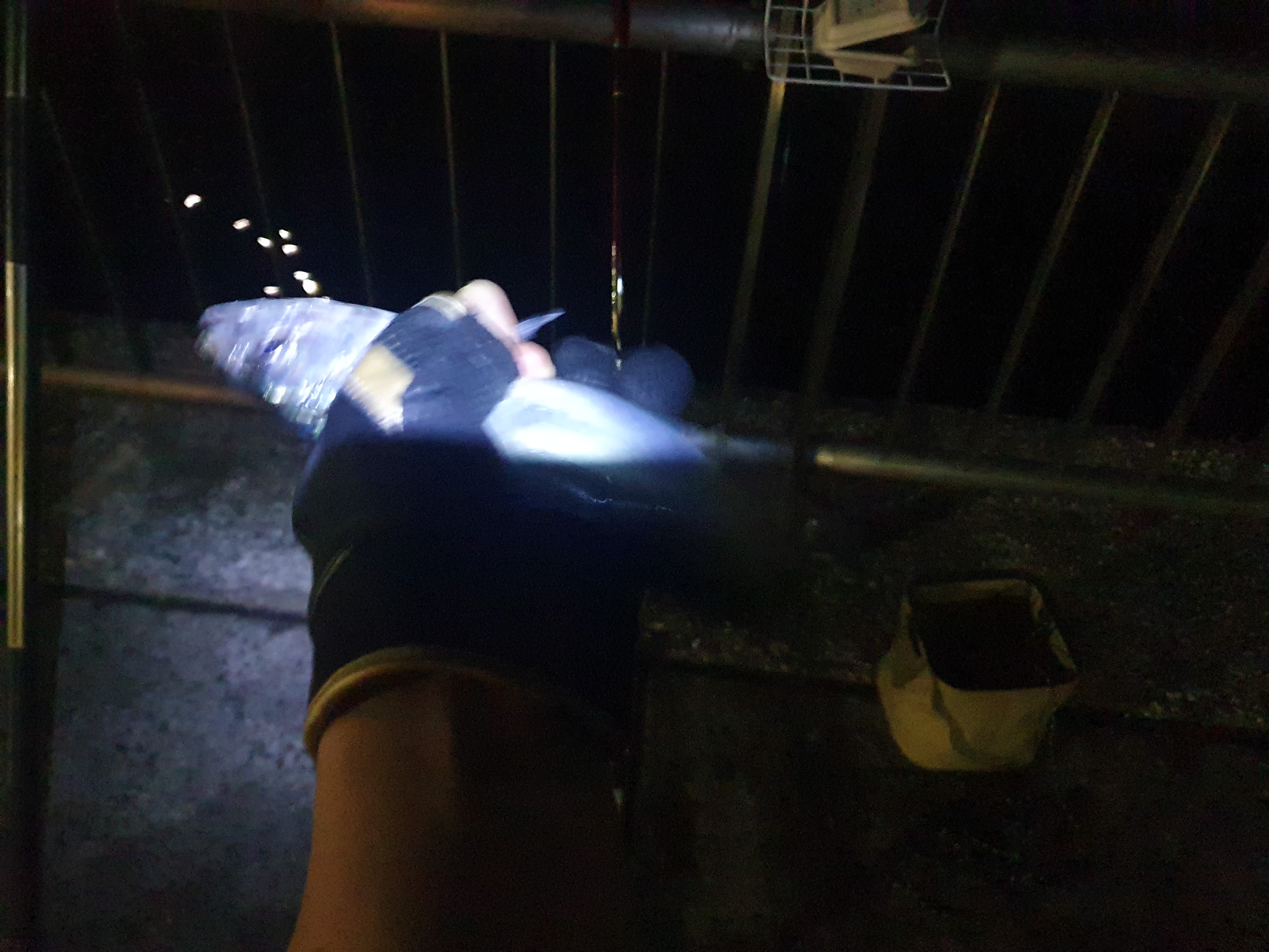 東扇島西公園 釣り メジナ