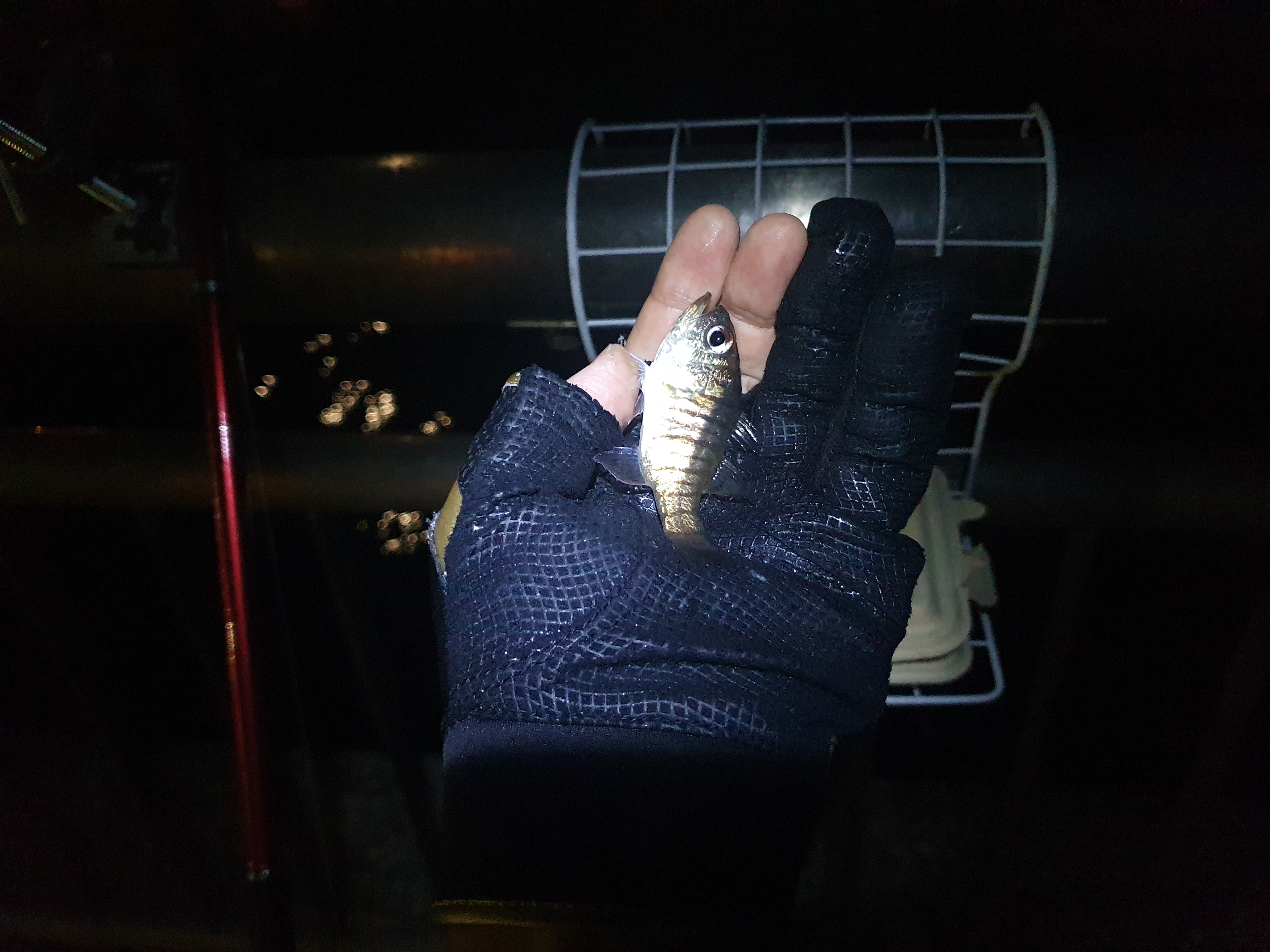 東扇島西公園 釣り メジナ