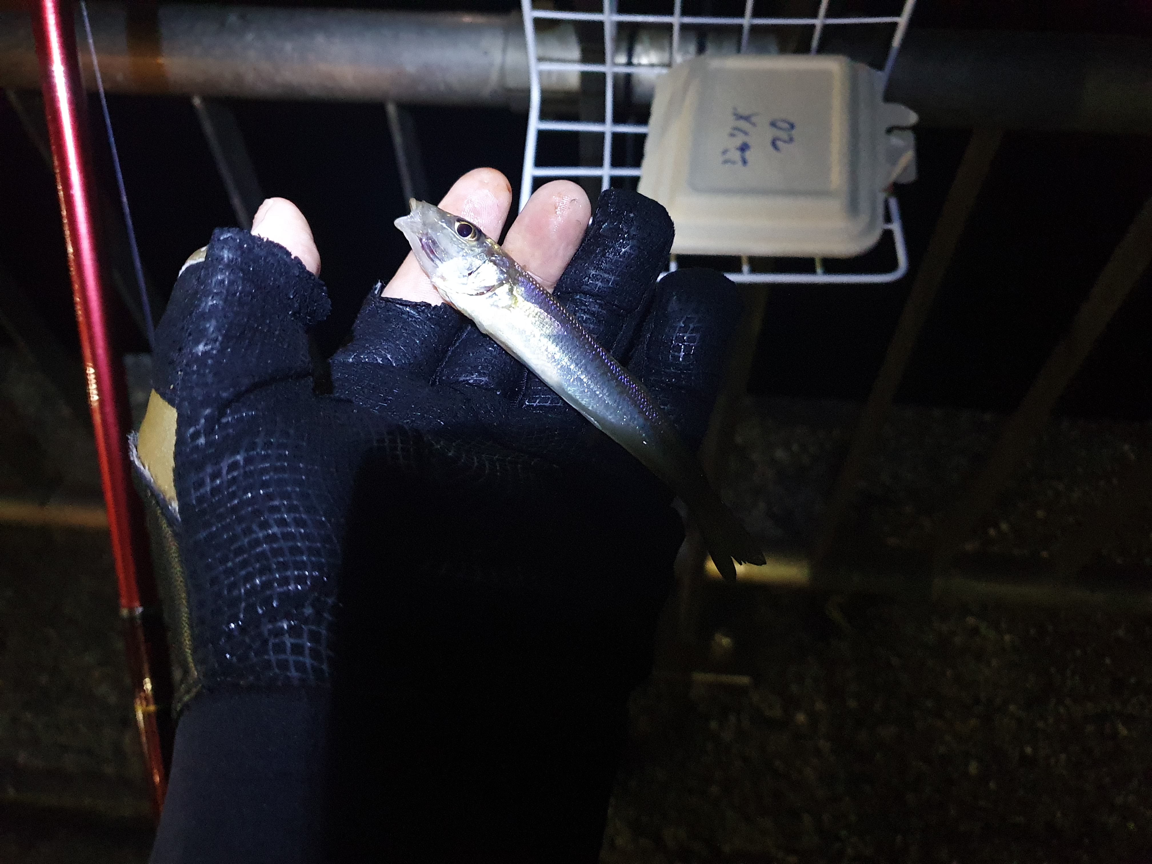 東扇島西公園 釣り メジナ