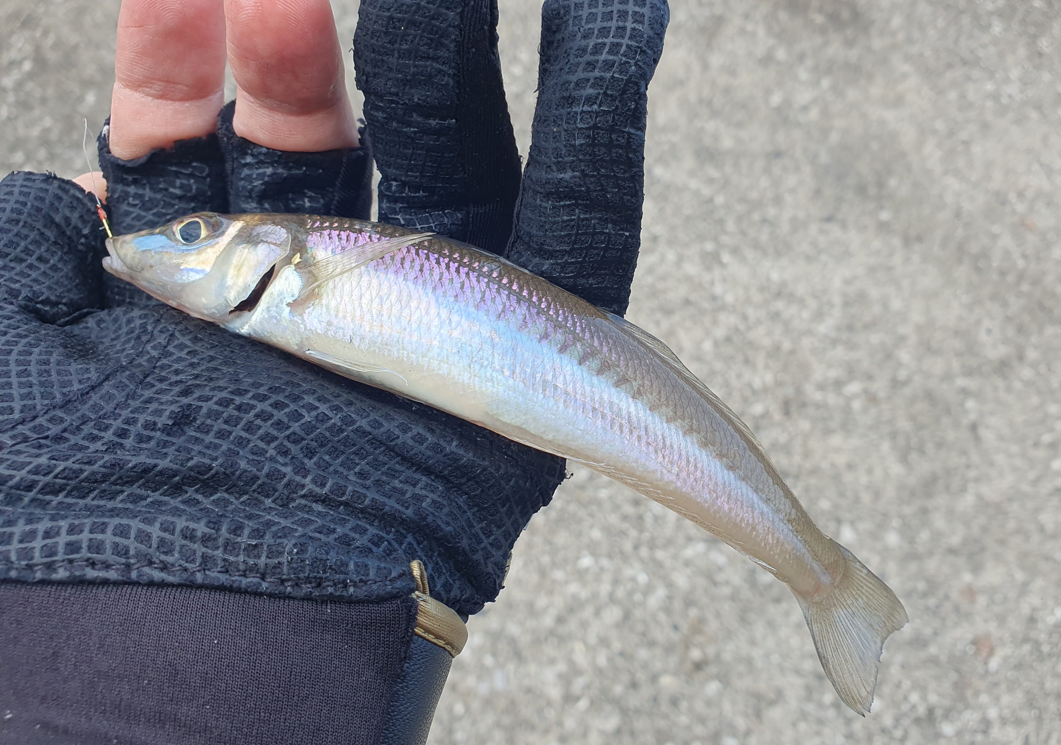 【うみかぜ公園】昼間にファミリーフィッシングで7目釣り！！