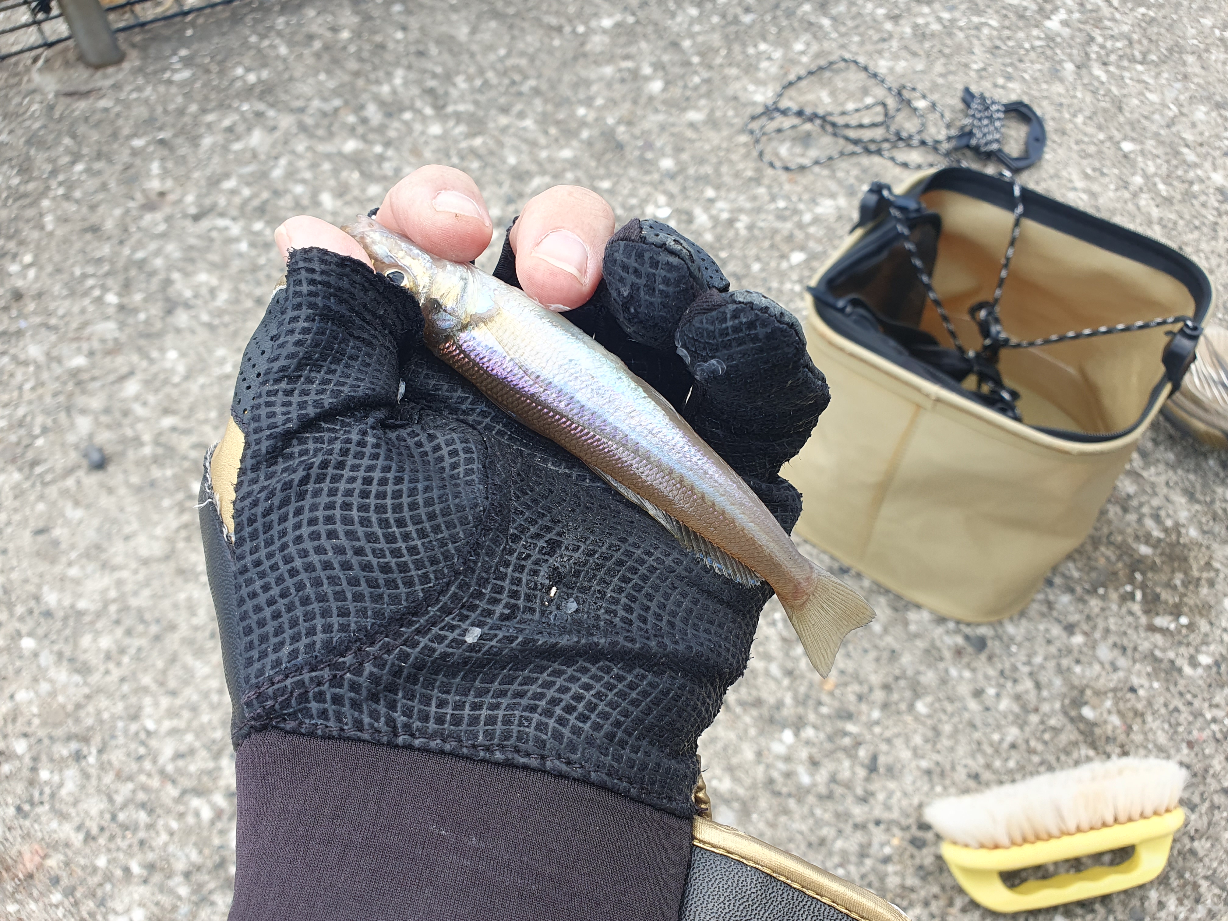 【うみかぜ公園】昼間にファミリーフィッシングで7目釣り！！