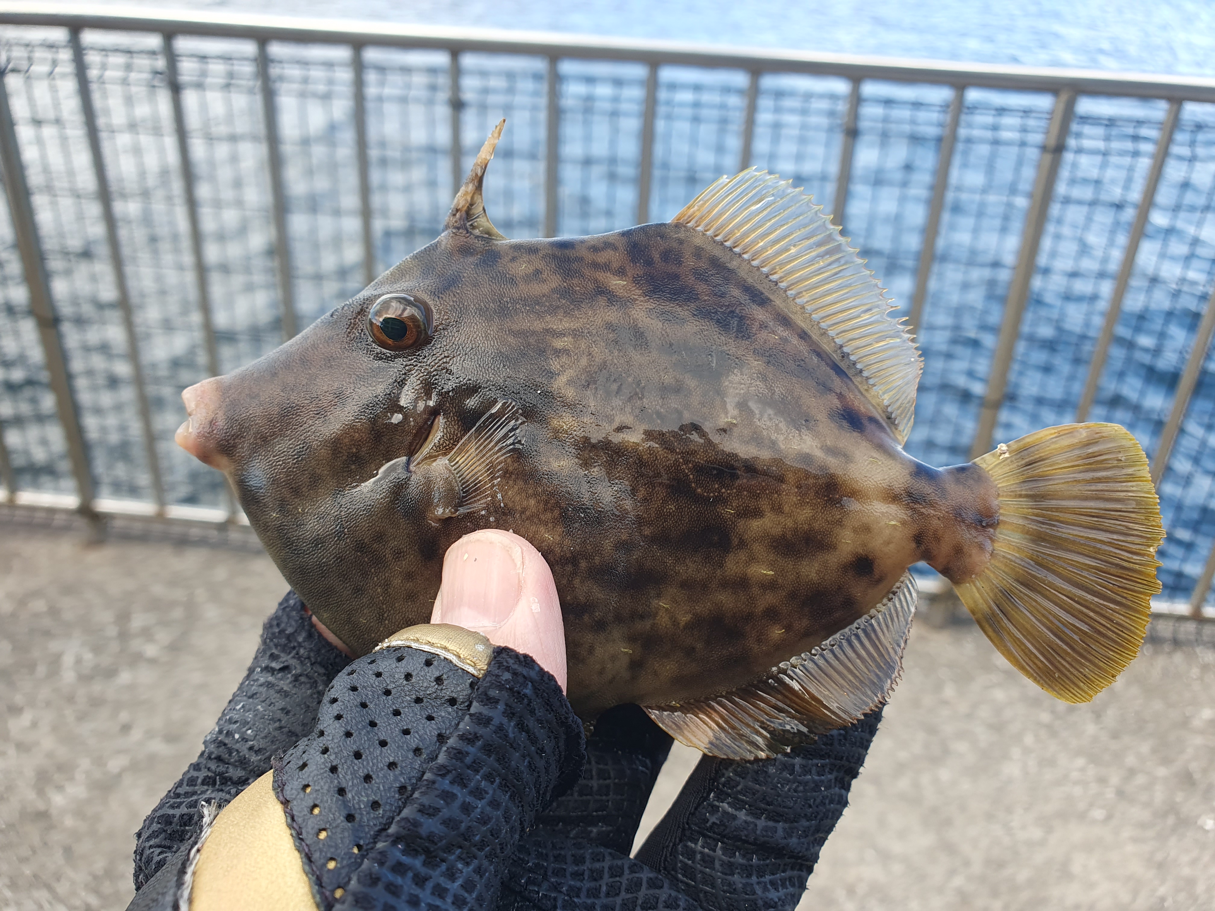 【うみかぜ公園】昼間にファミリーフィッシングで7目釣り！！