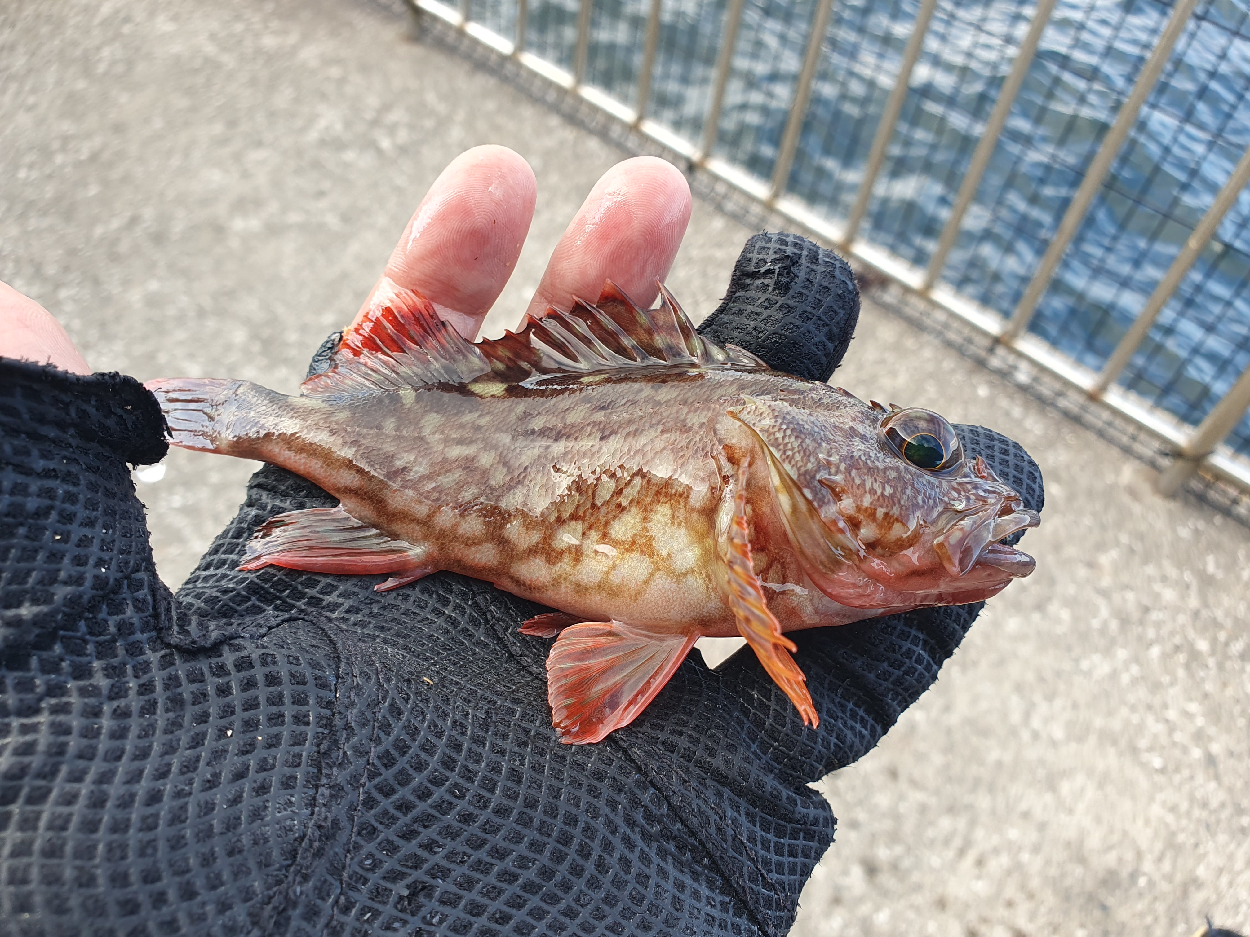 【うみかぜ公園】昼間にファミリーフィッシングで7目釣り！！