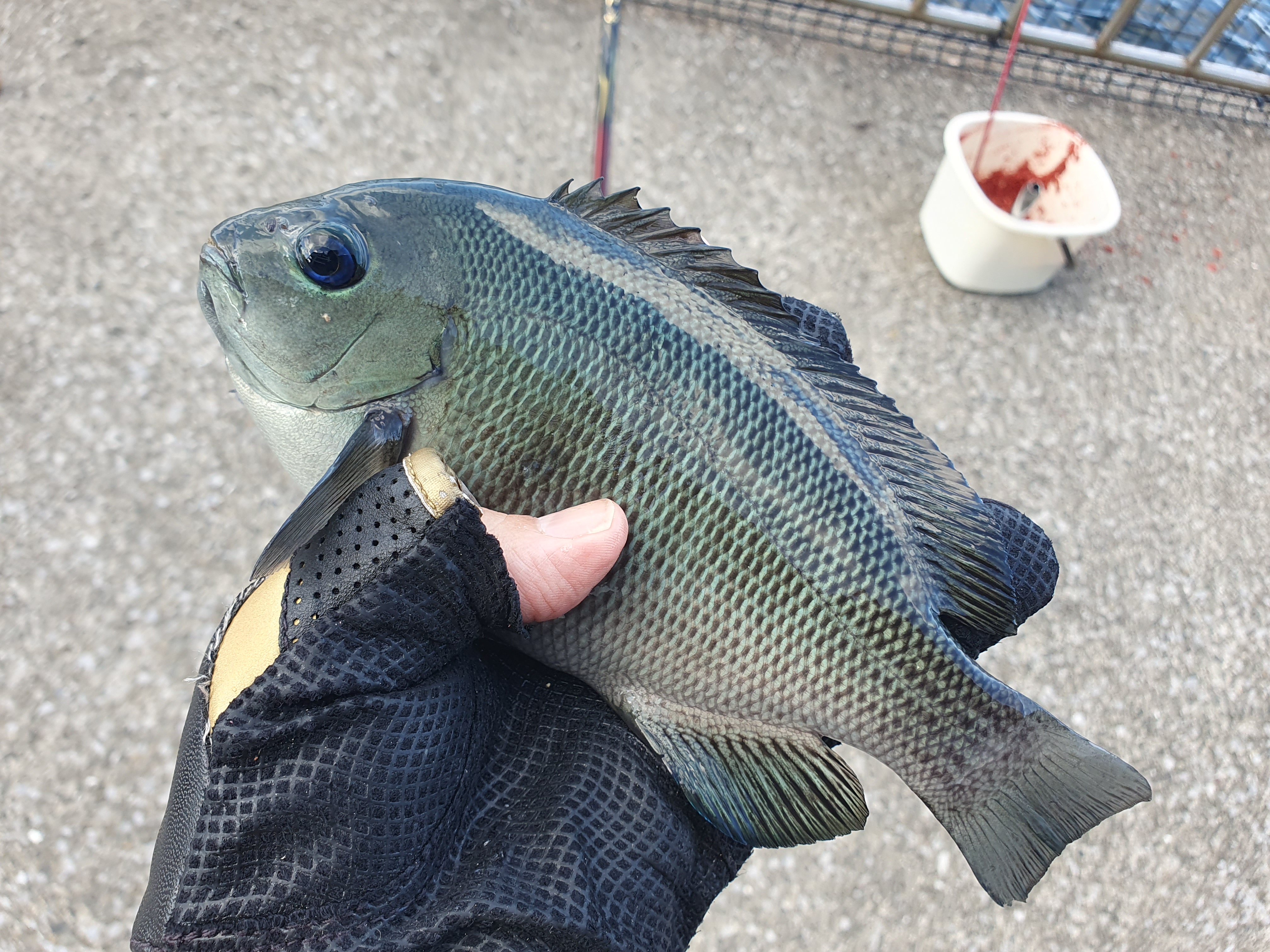 【うみかぜ公園】昼間にファミリーフィッシングで7目釣り！！