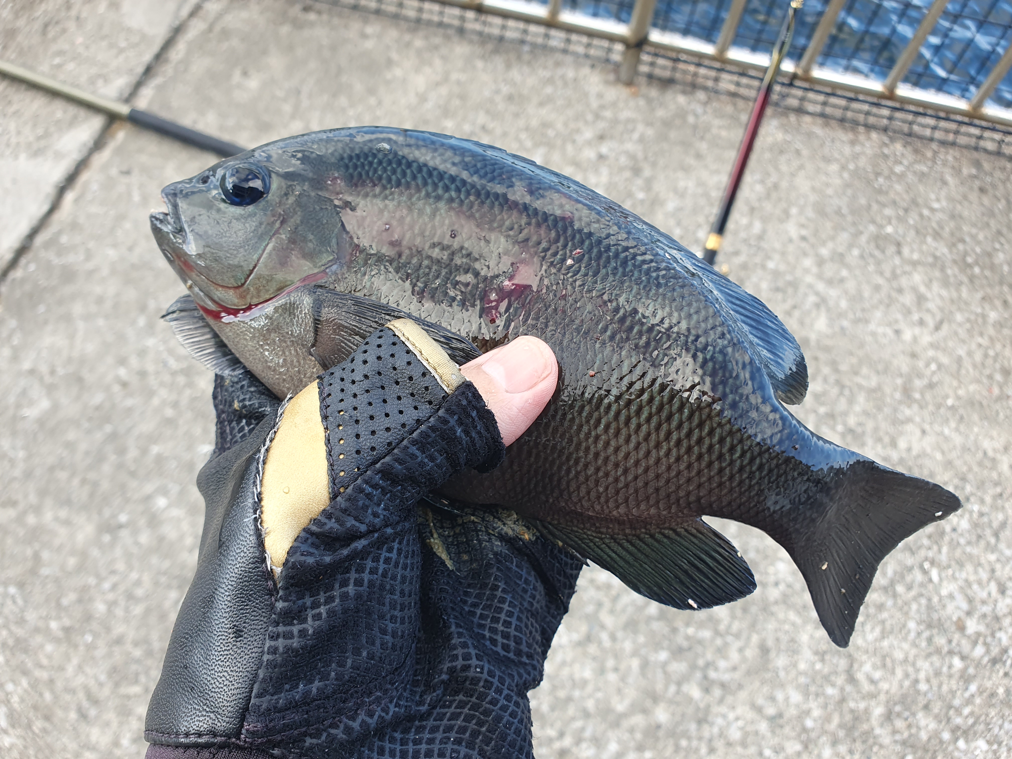 【うみかぜ公園】昼間にファミリーフィッシングで7目釣り！！