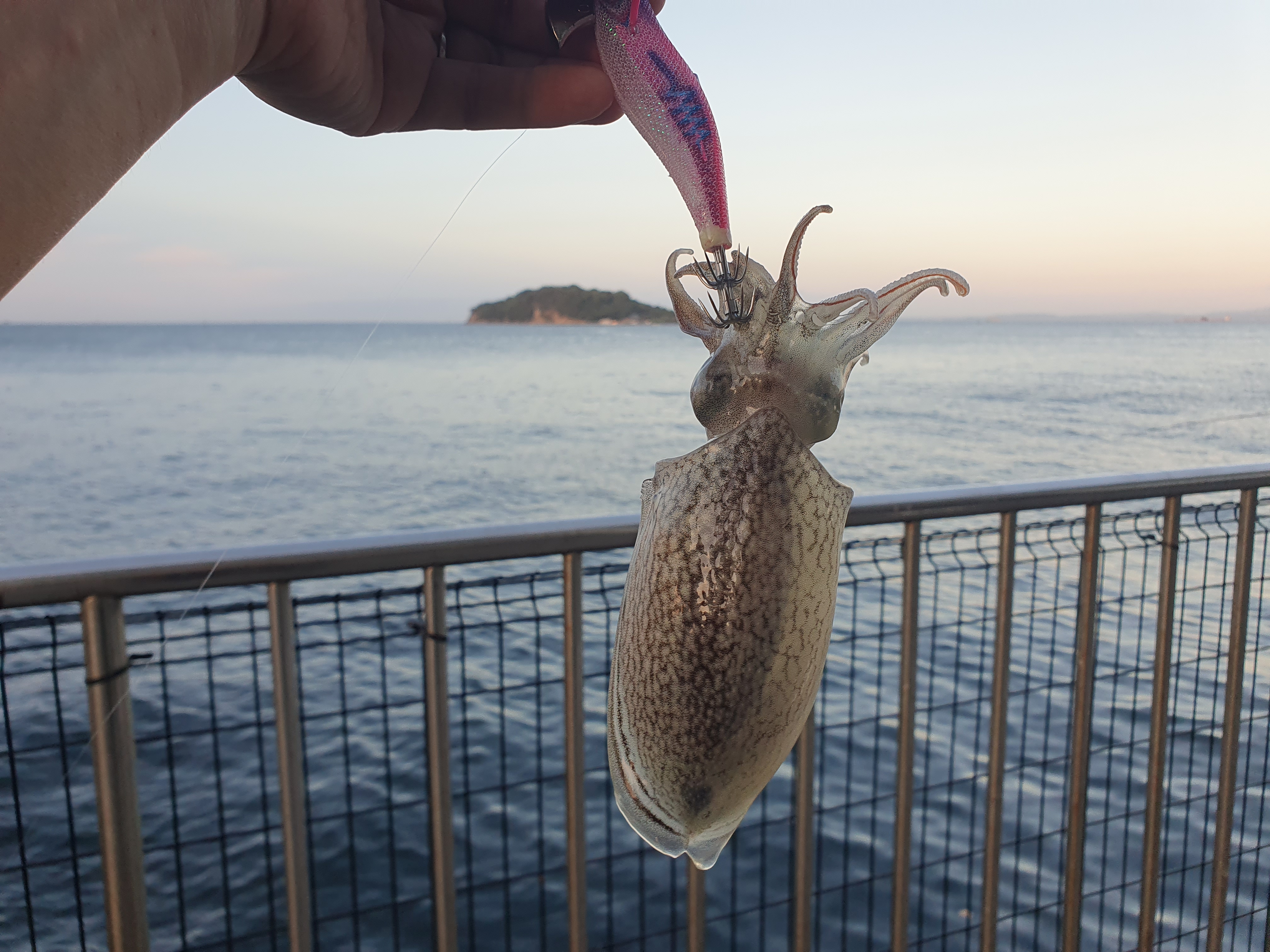 【うみかぜ公園】昼間にファミリーフィッシングで7目釣り！！