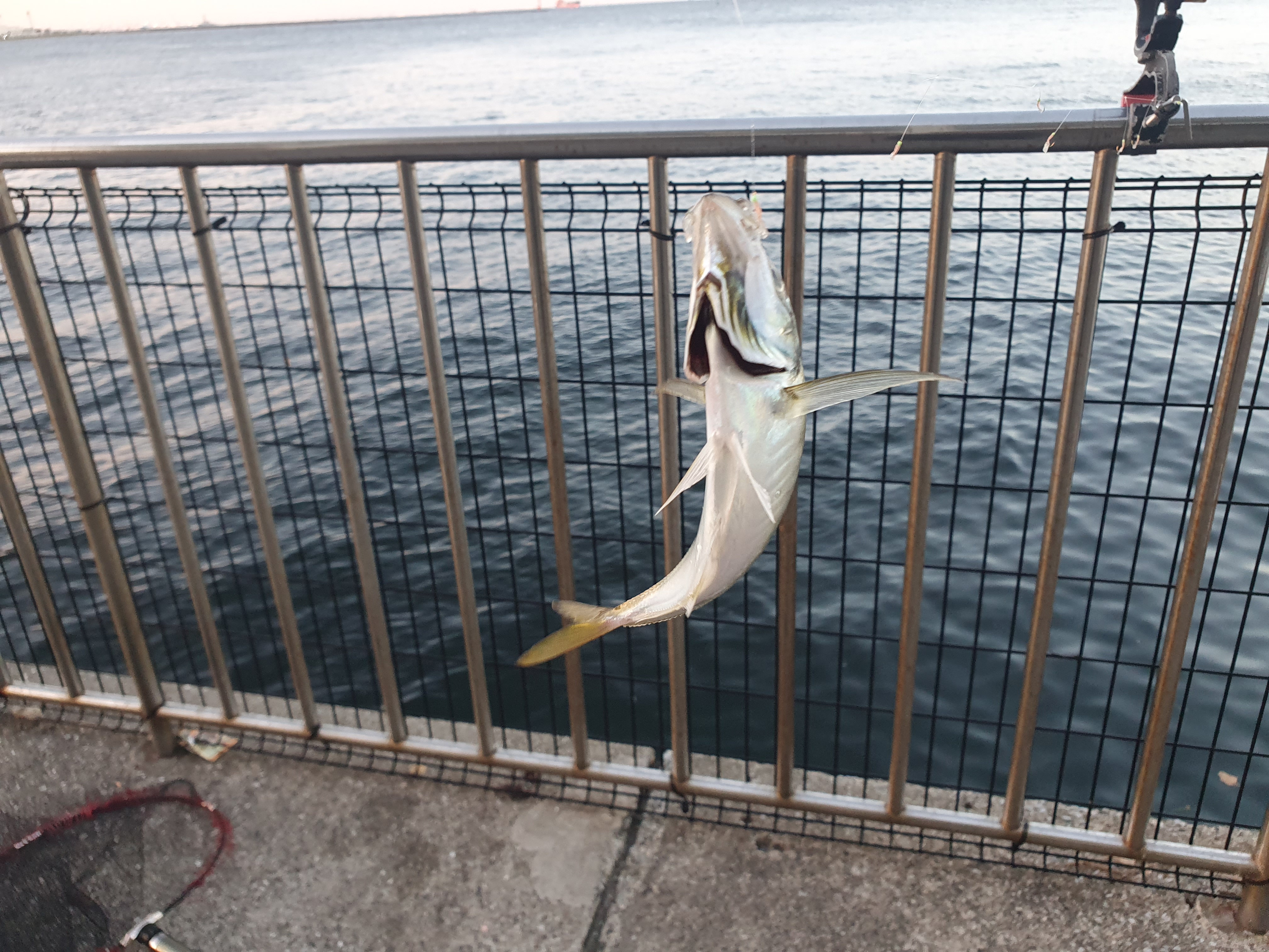 【うみかぜ公園】昼間にファミリーフィッシングで7目釣り！！