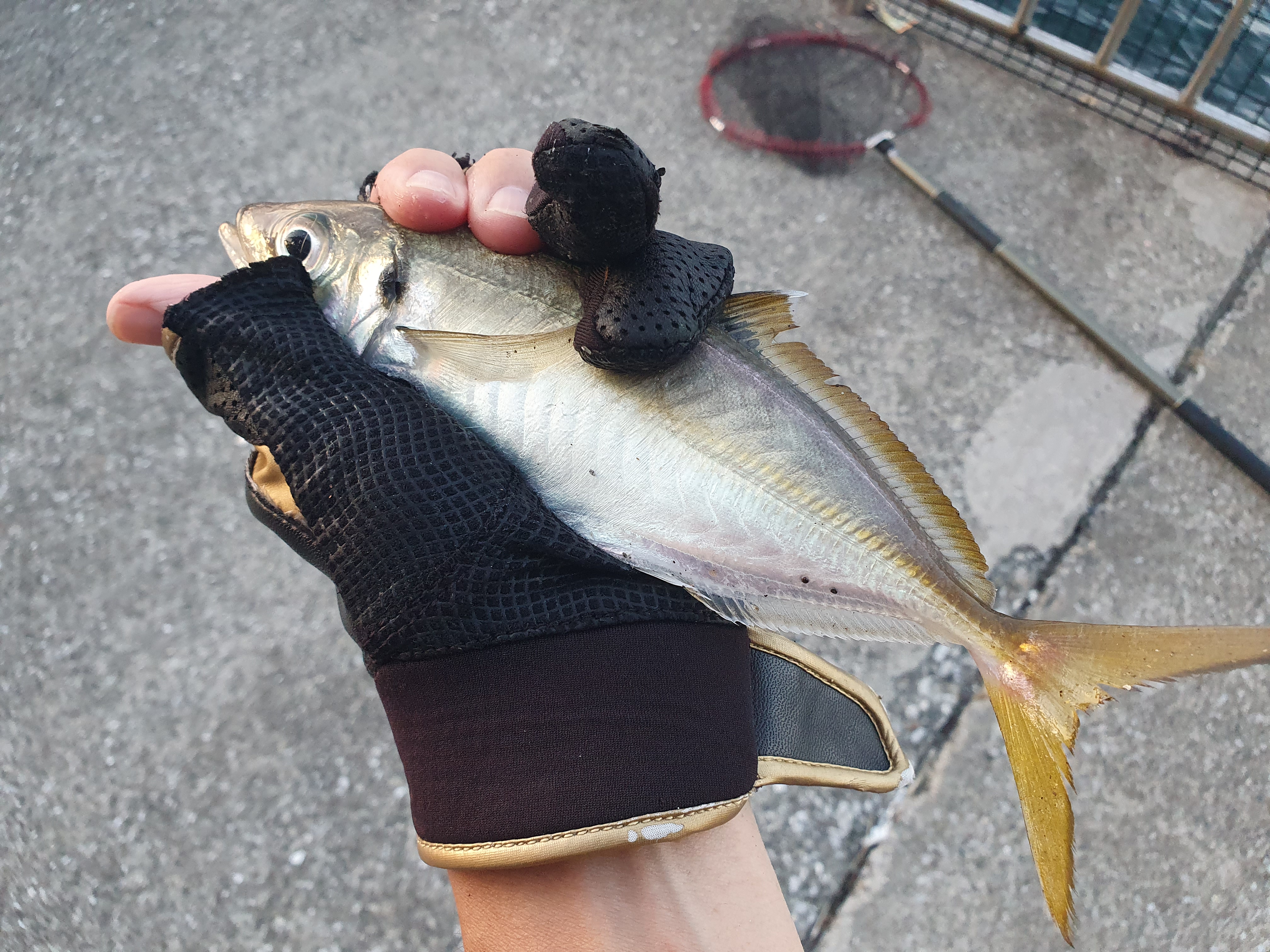 【うみかぜ公園】昼間にファミリーフィッシングで7目釣り！！