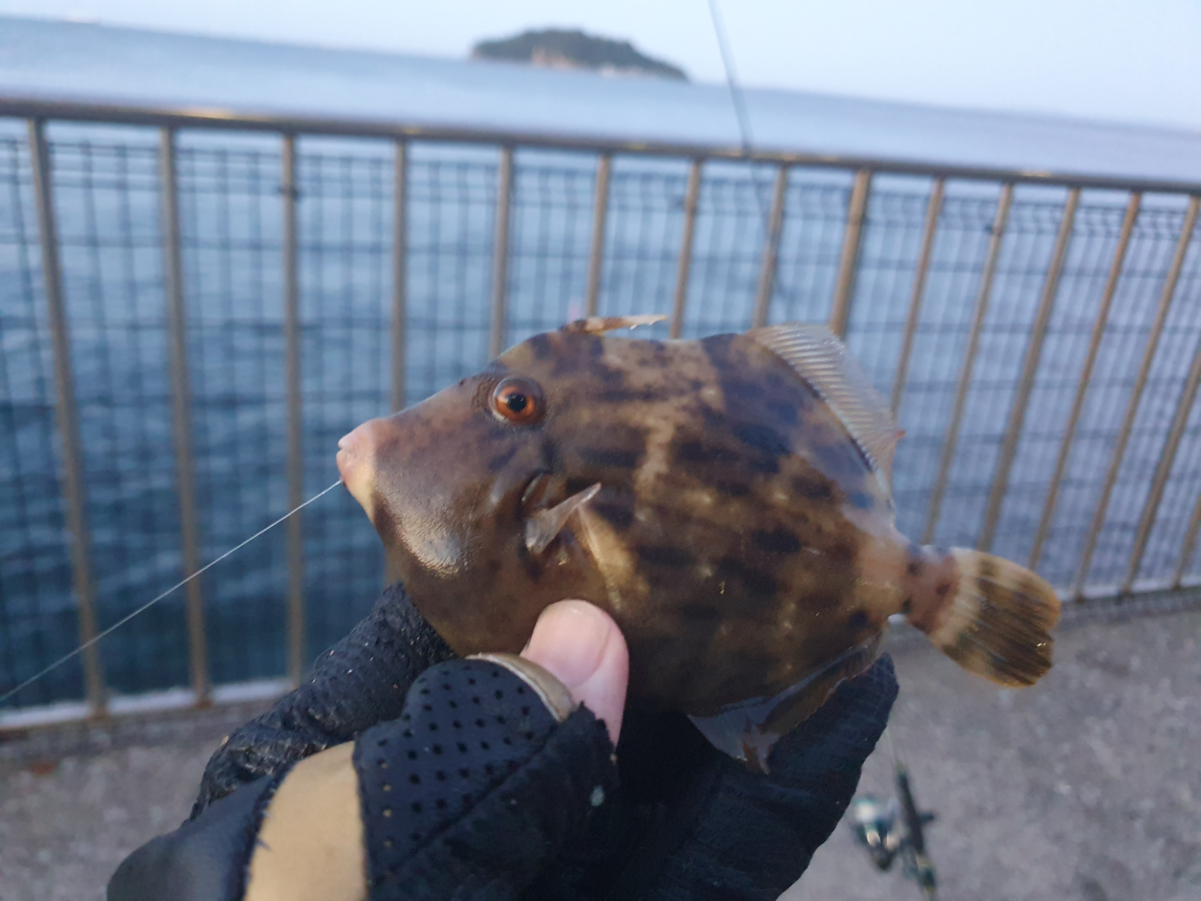 【うみかぜ公園】昼間にファミリーフィッシングで7目釣り！！