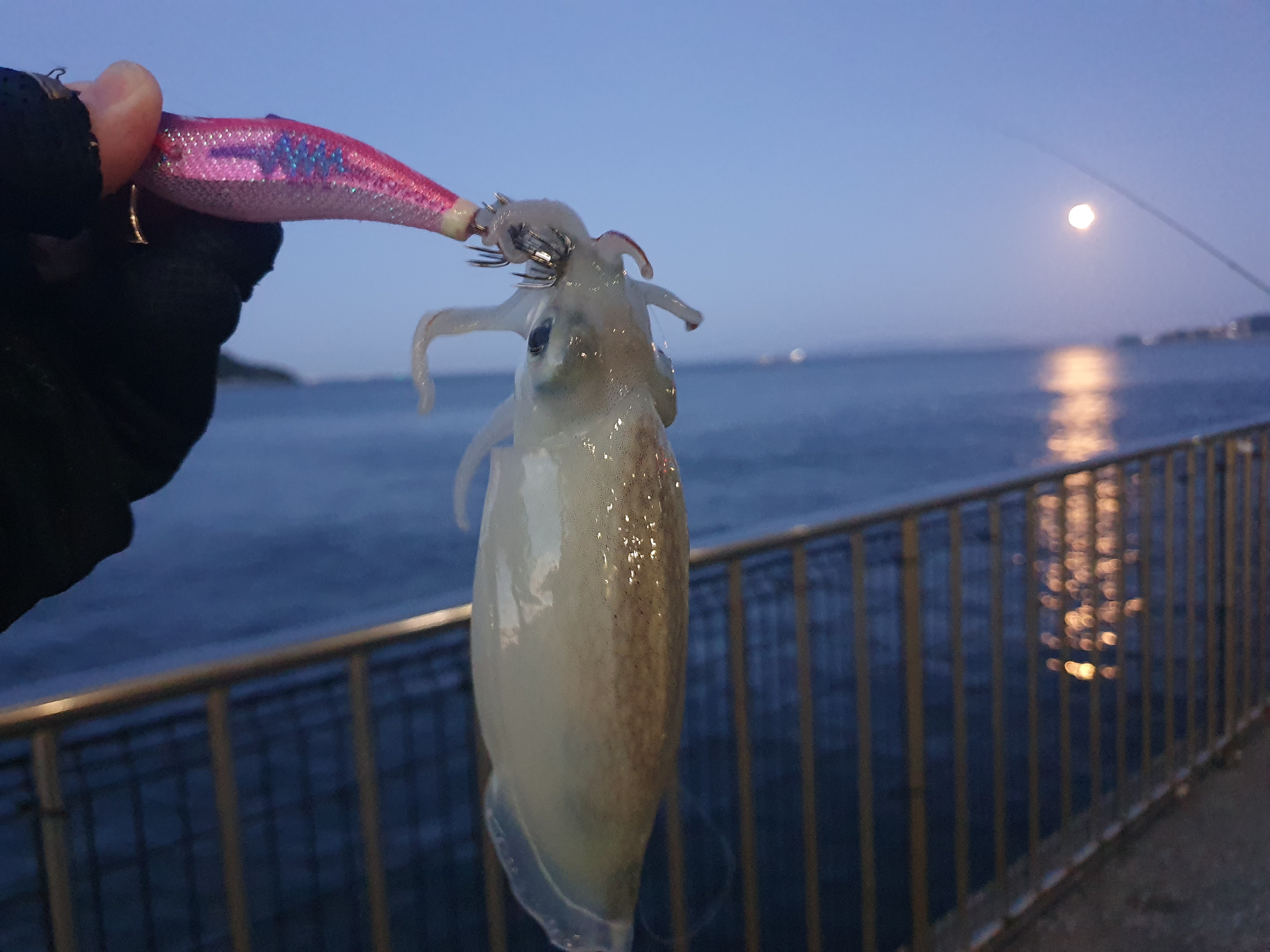 【うみかぜ公園】昼間にファミリーフィッシングで7目釣り！！