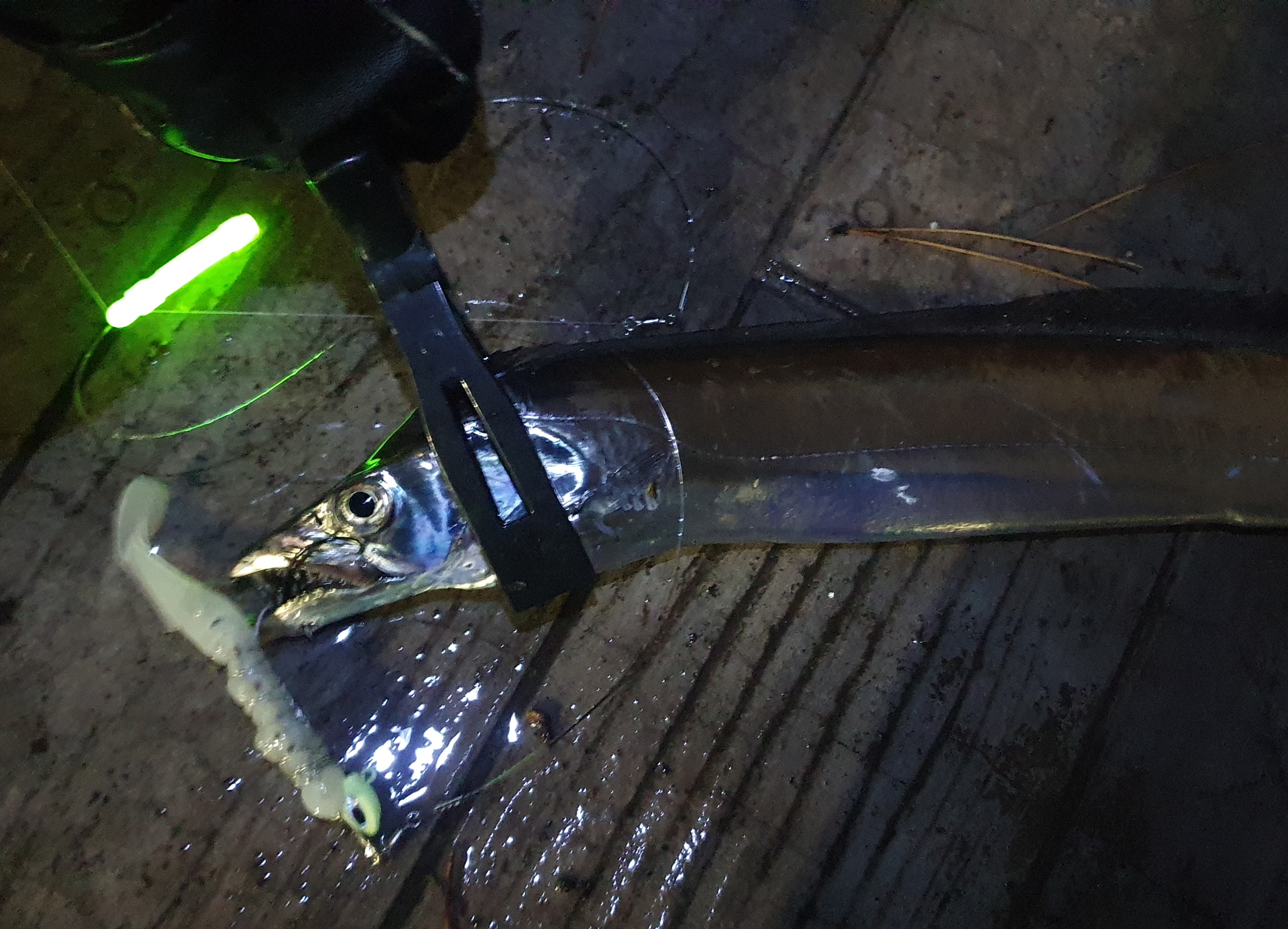 海辺つり公園 横須賀 太刀魚