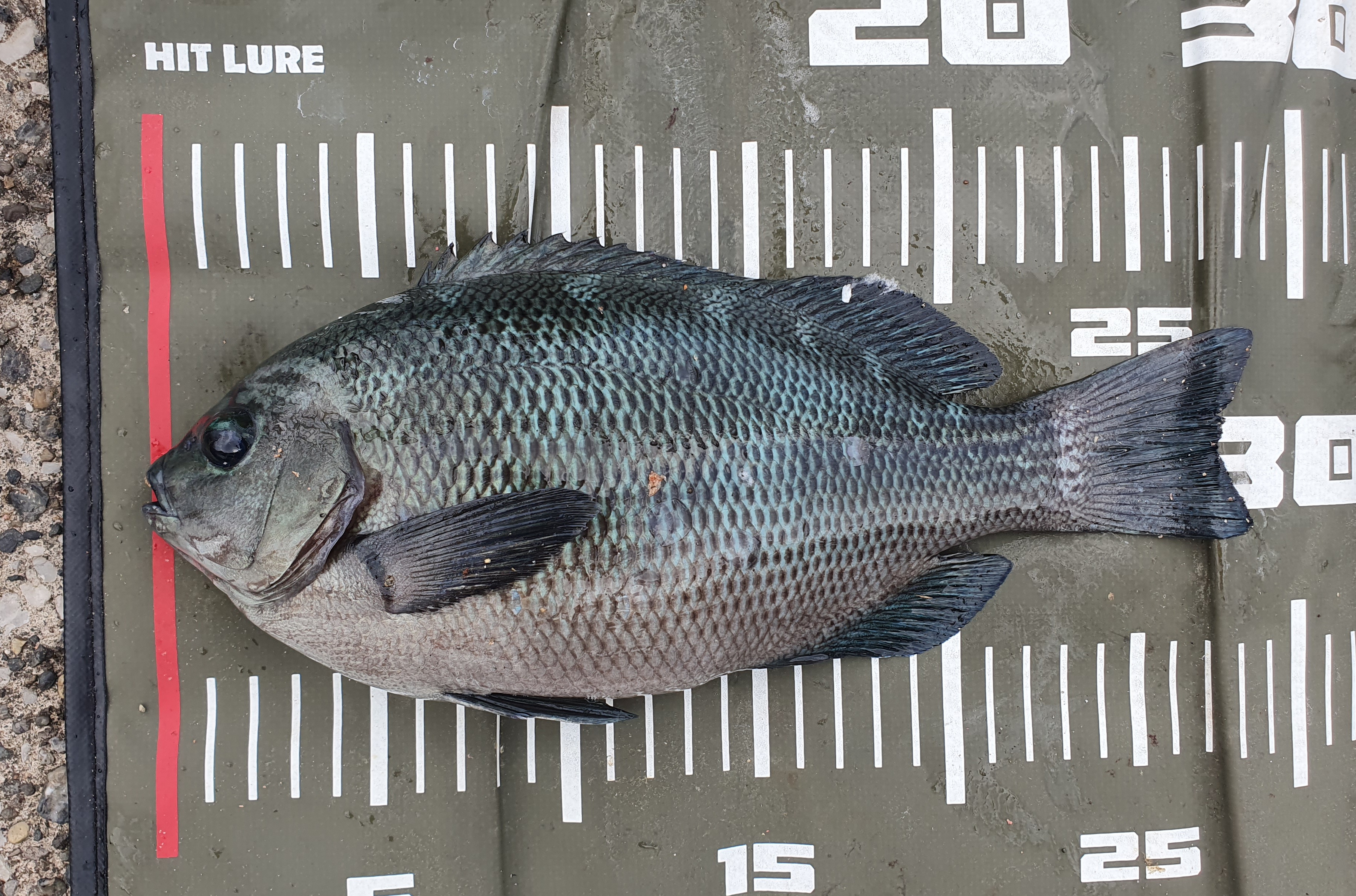 うみかぜ公園 横須賀 メジナ