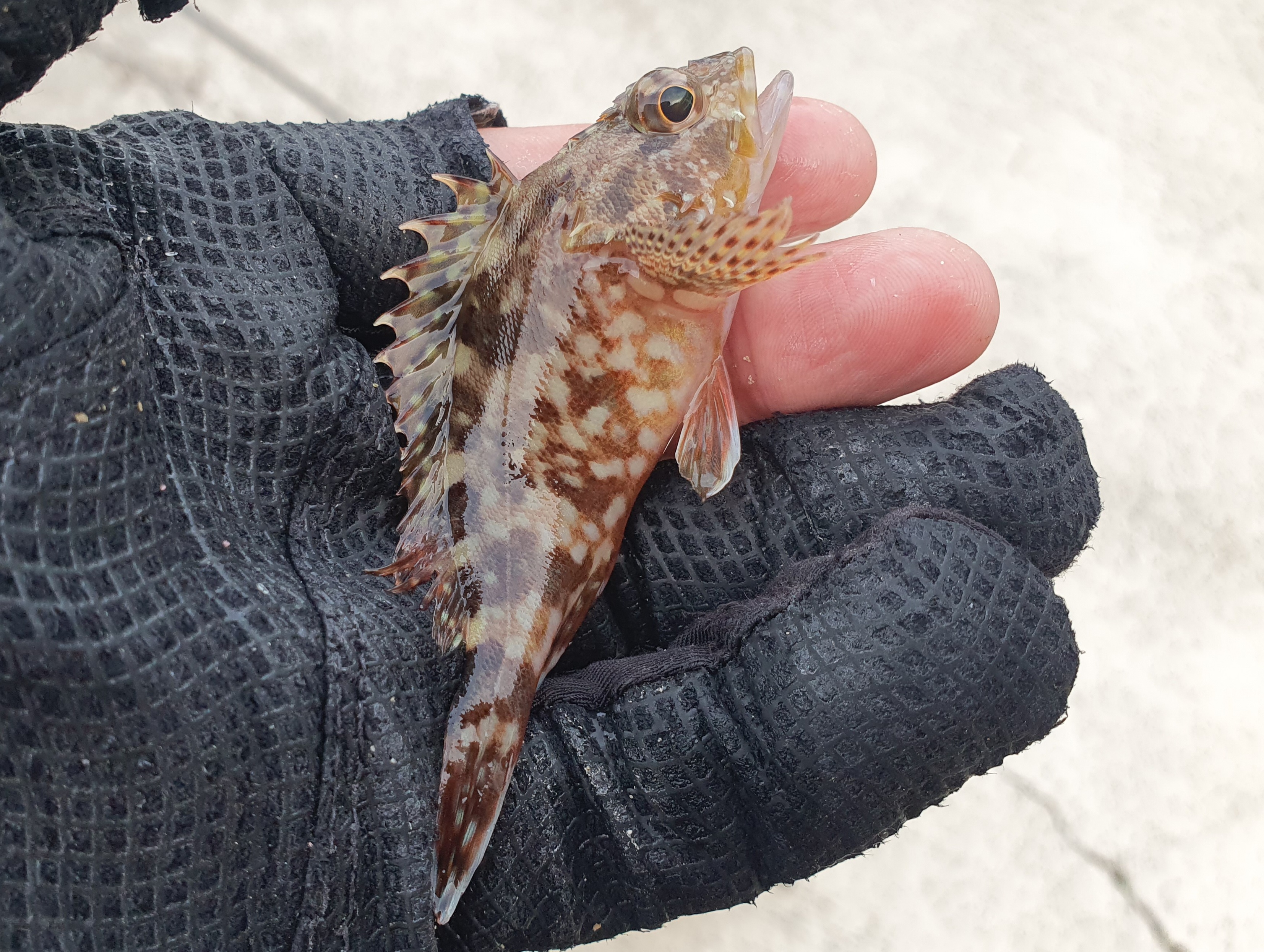 うみかぜ公園 横須賀 カサゴ