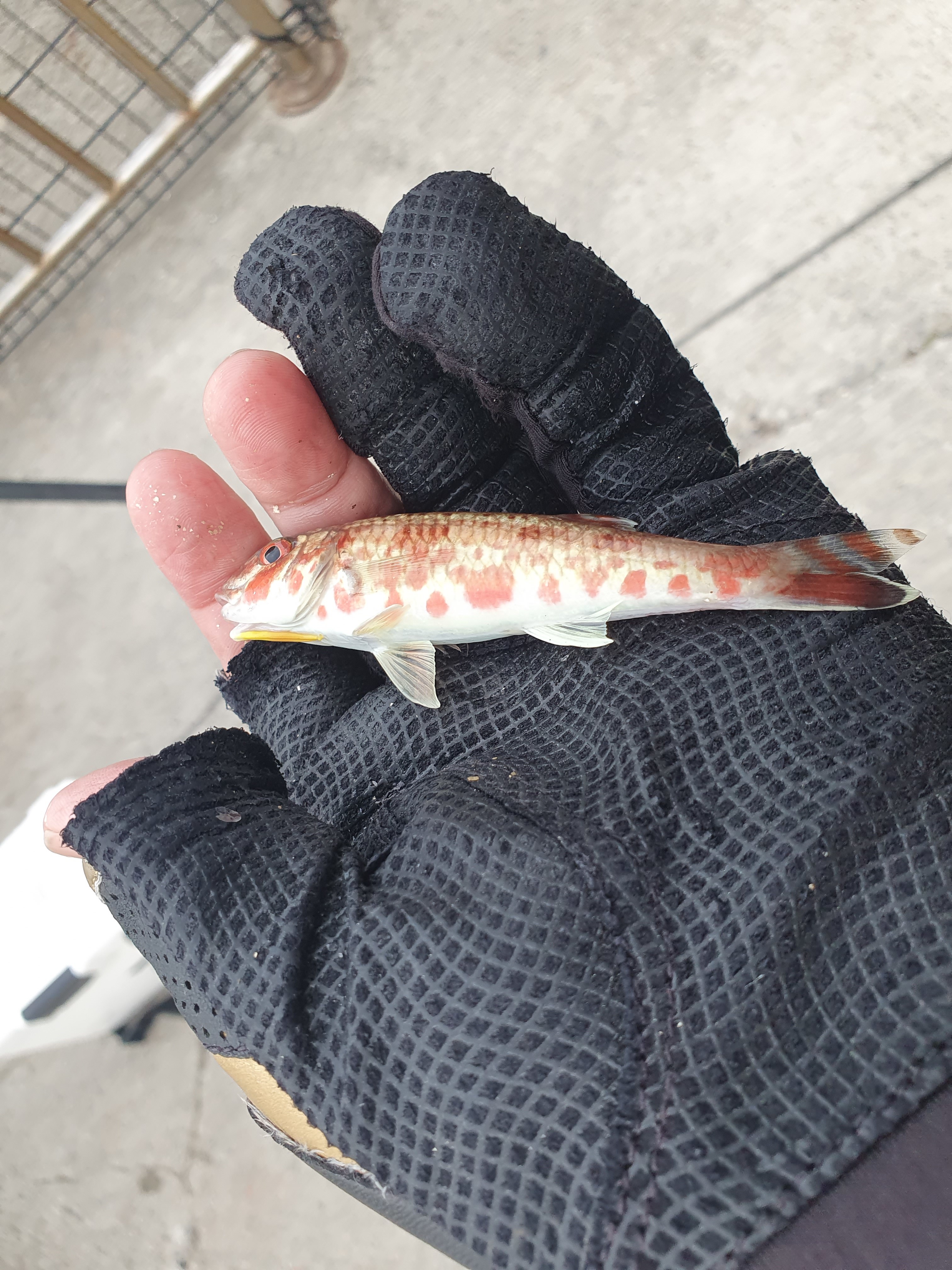 うみかぜ公園 横須賀 ヒメジ