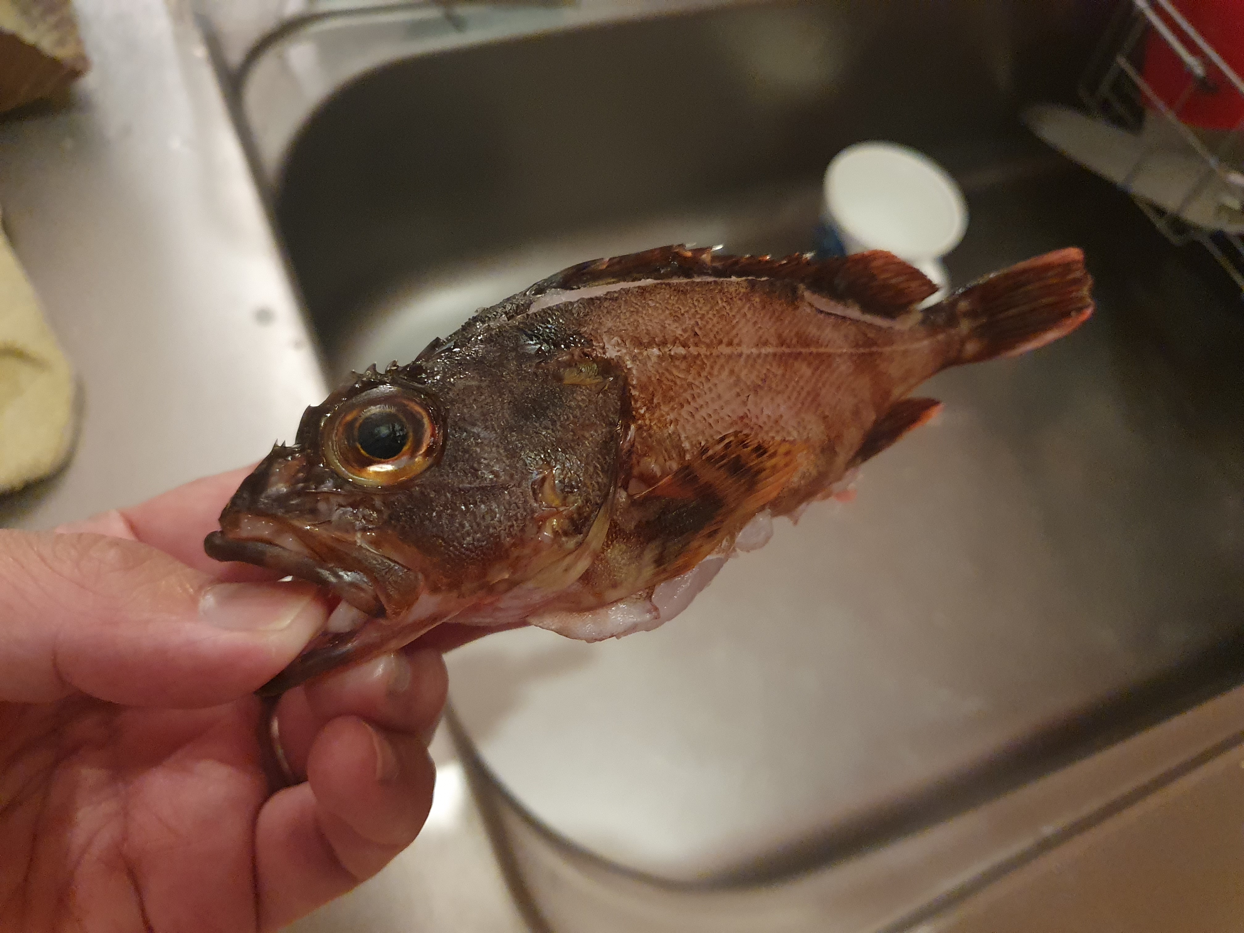 うみかぜ公園 横須賀 カサゴ