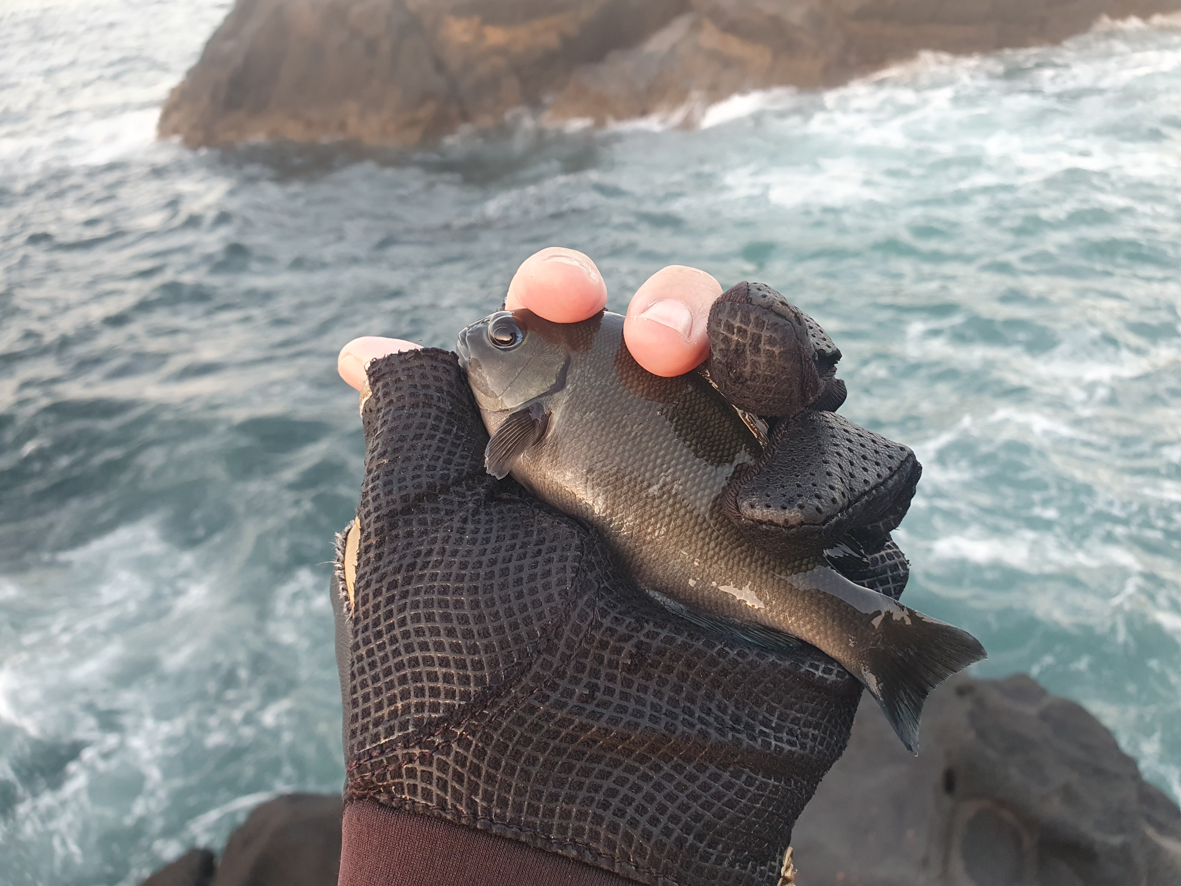 城ヶ島 グレ メジナ