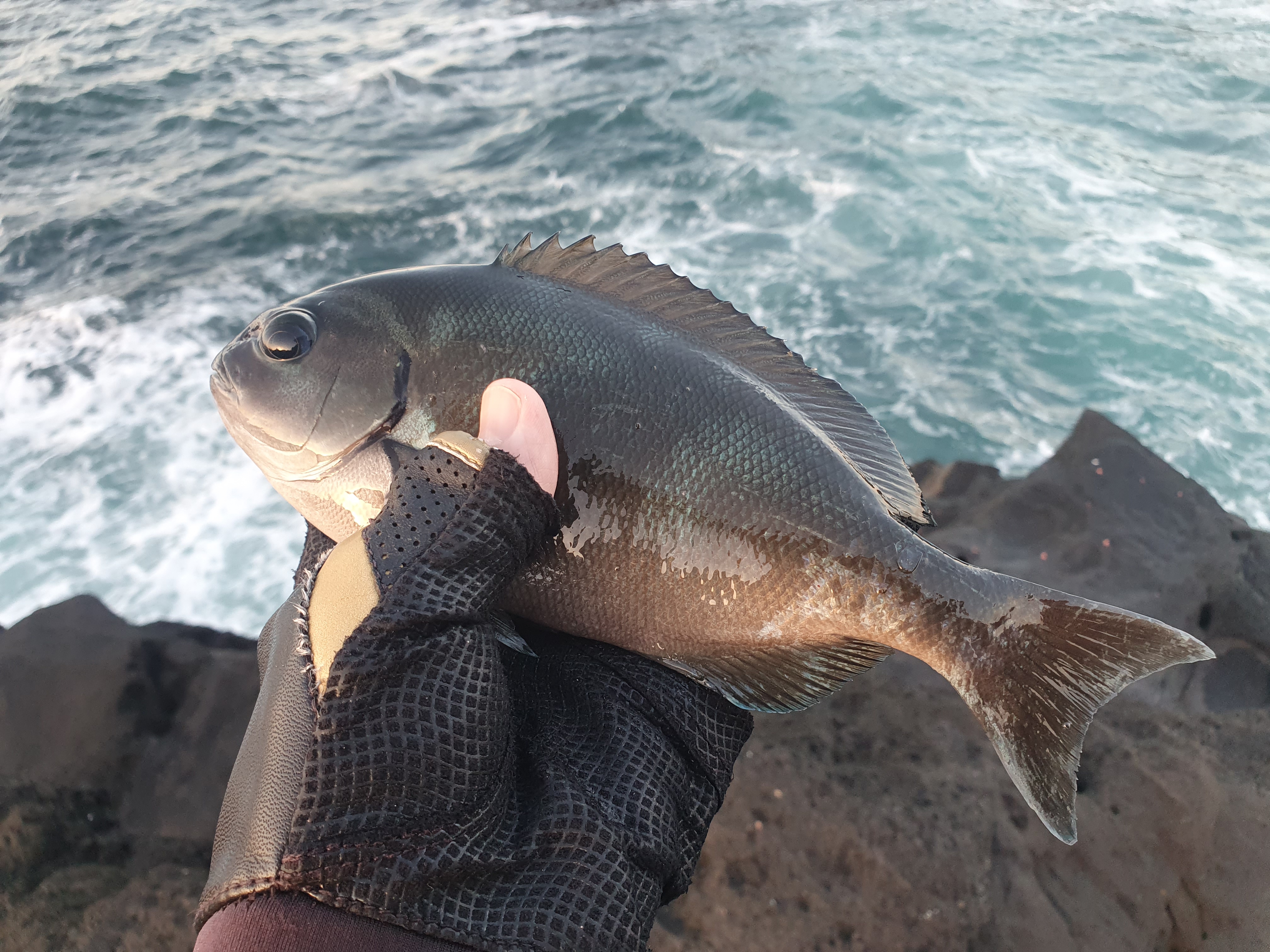 城ヶ島 グレ メジナ
