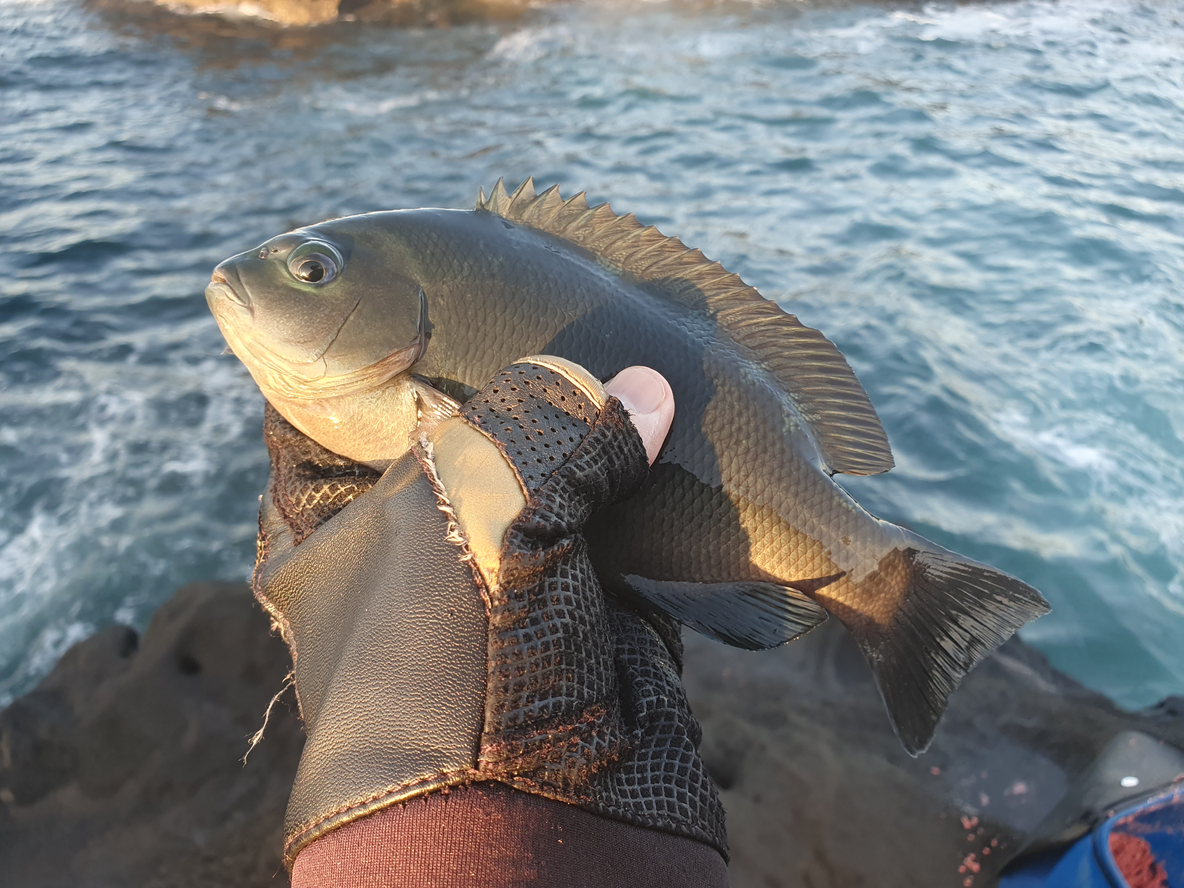 城ヶ島 グレ メジナ