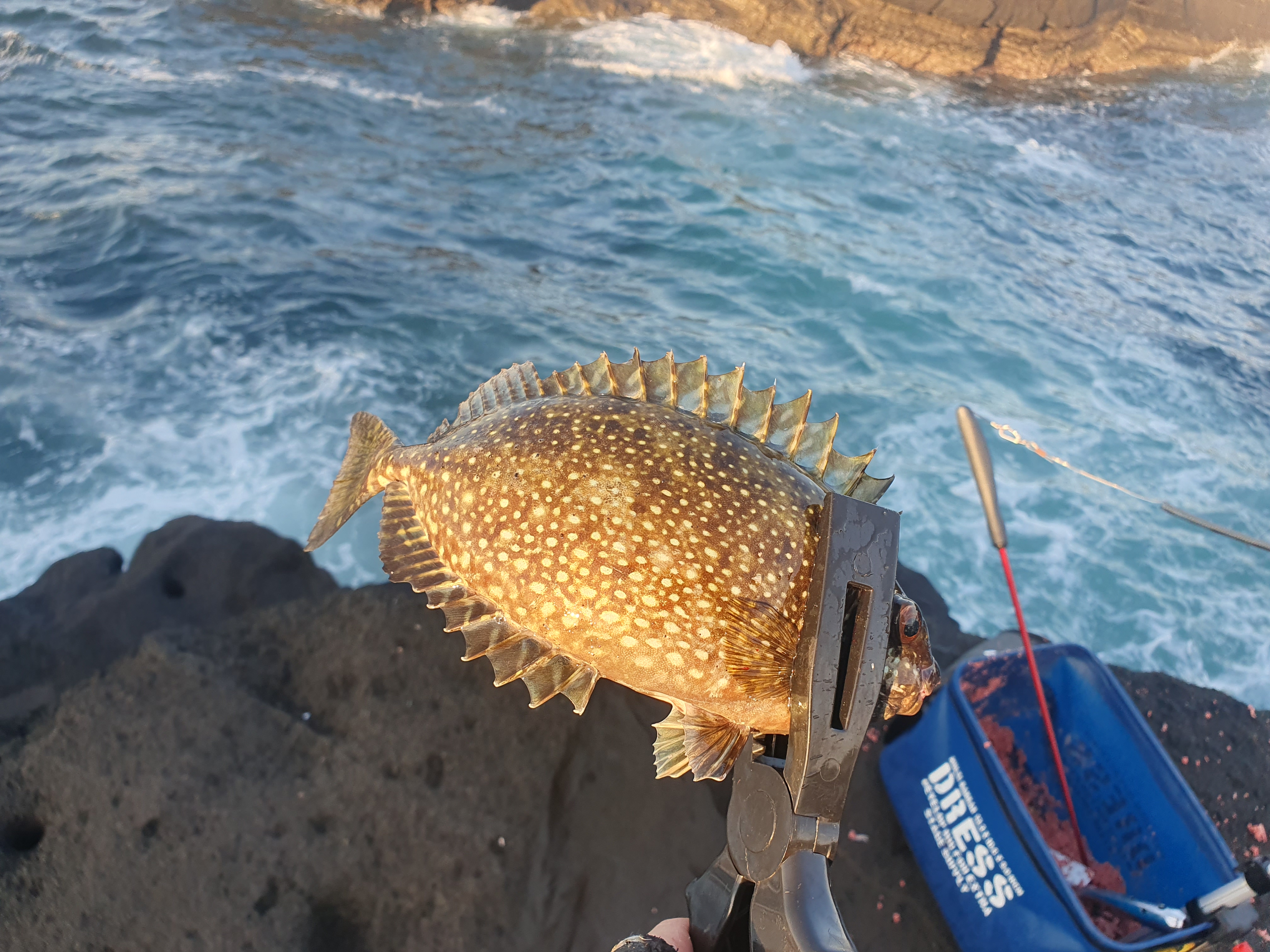 城ヶ島 ヒナダン アイゴ