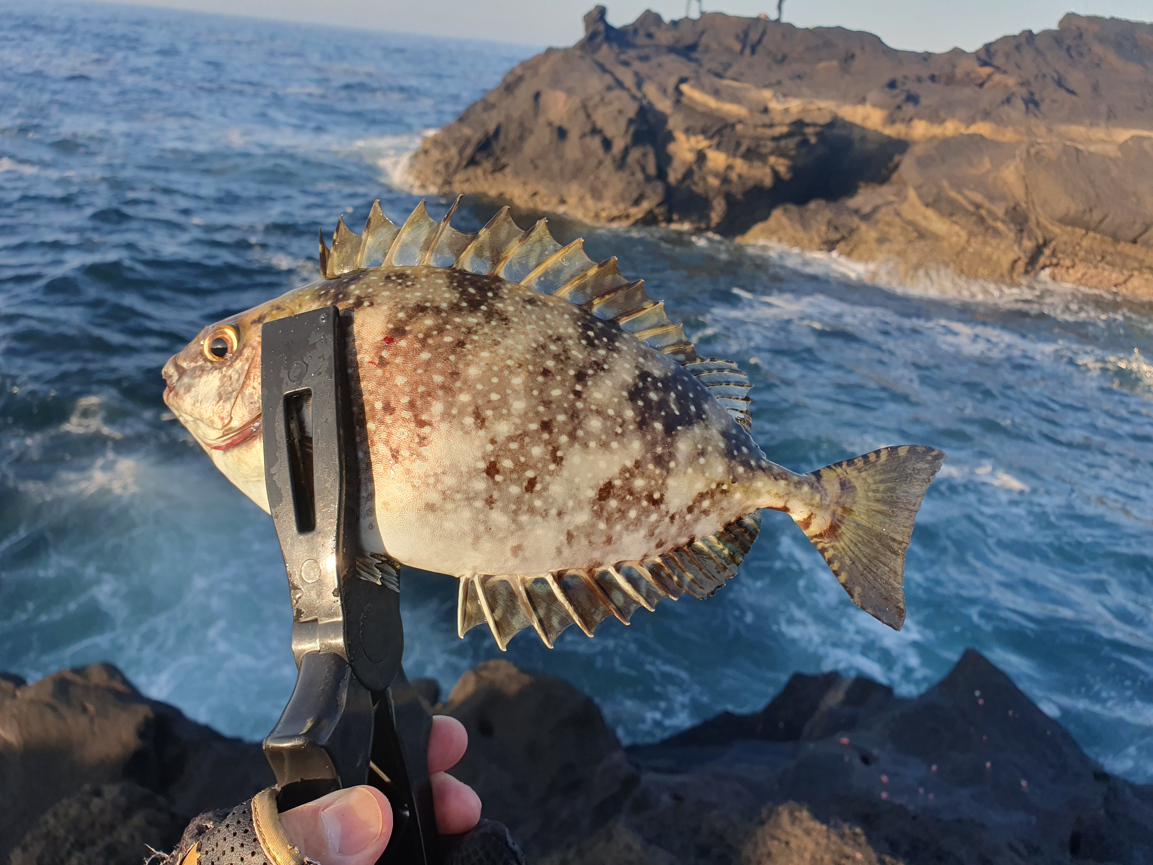 城ヶ島 ヒナダン アイゴ
