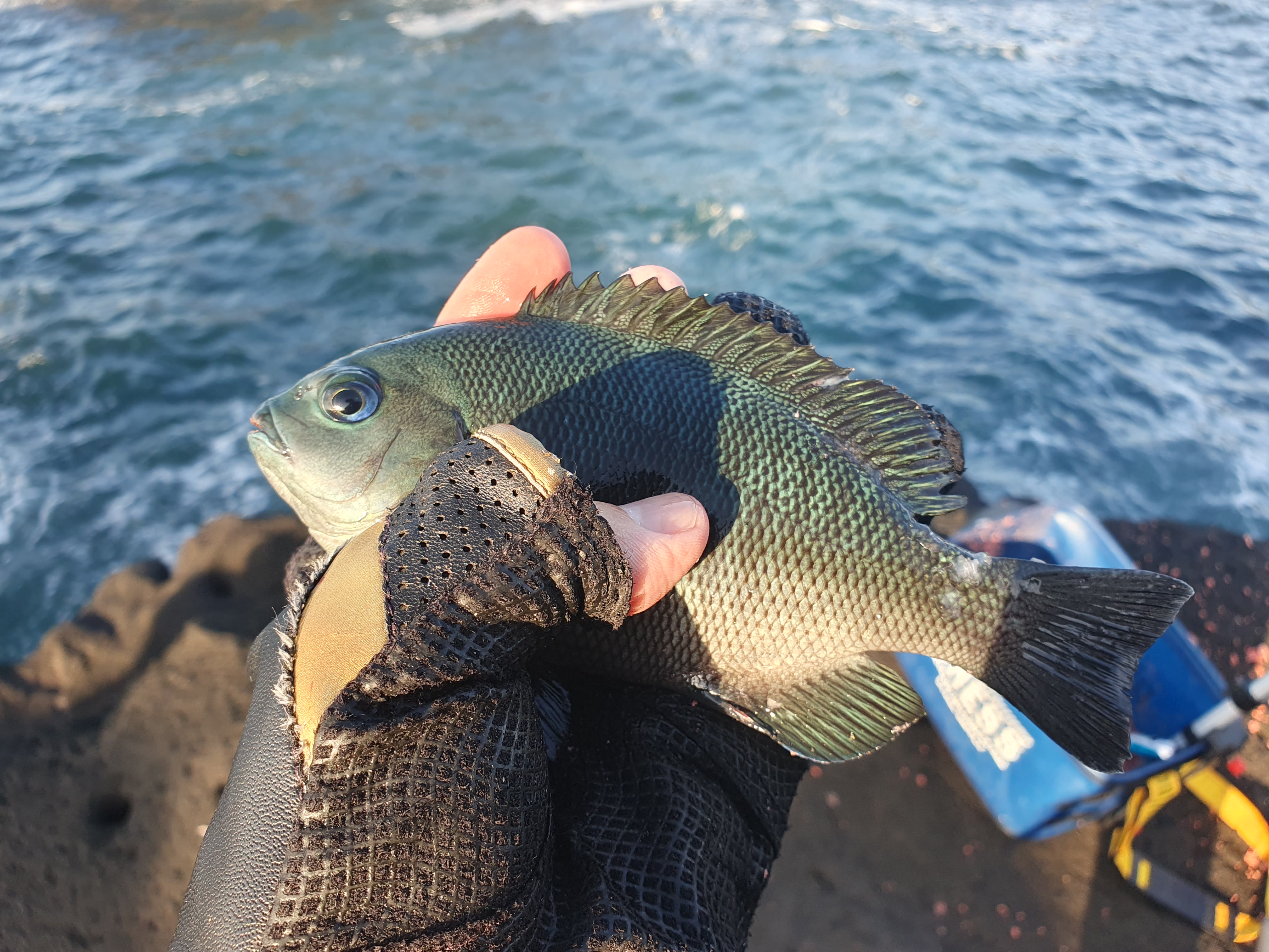 城ヶ島 グレ メジナ