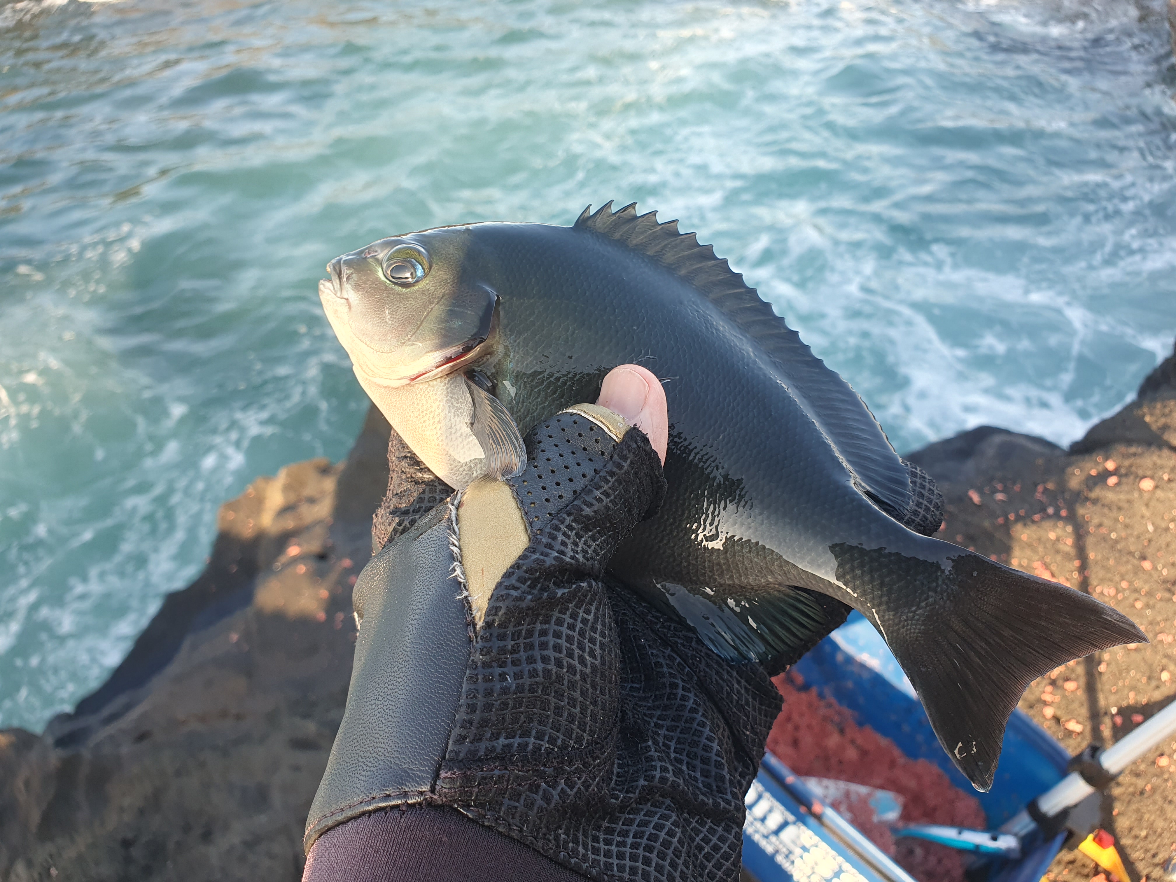 城ヶ島 グレ メジナ