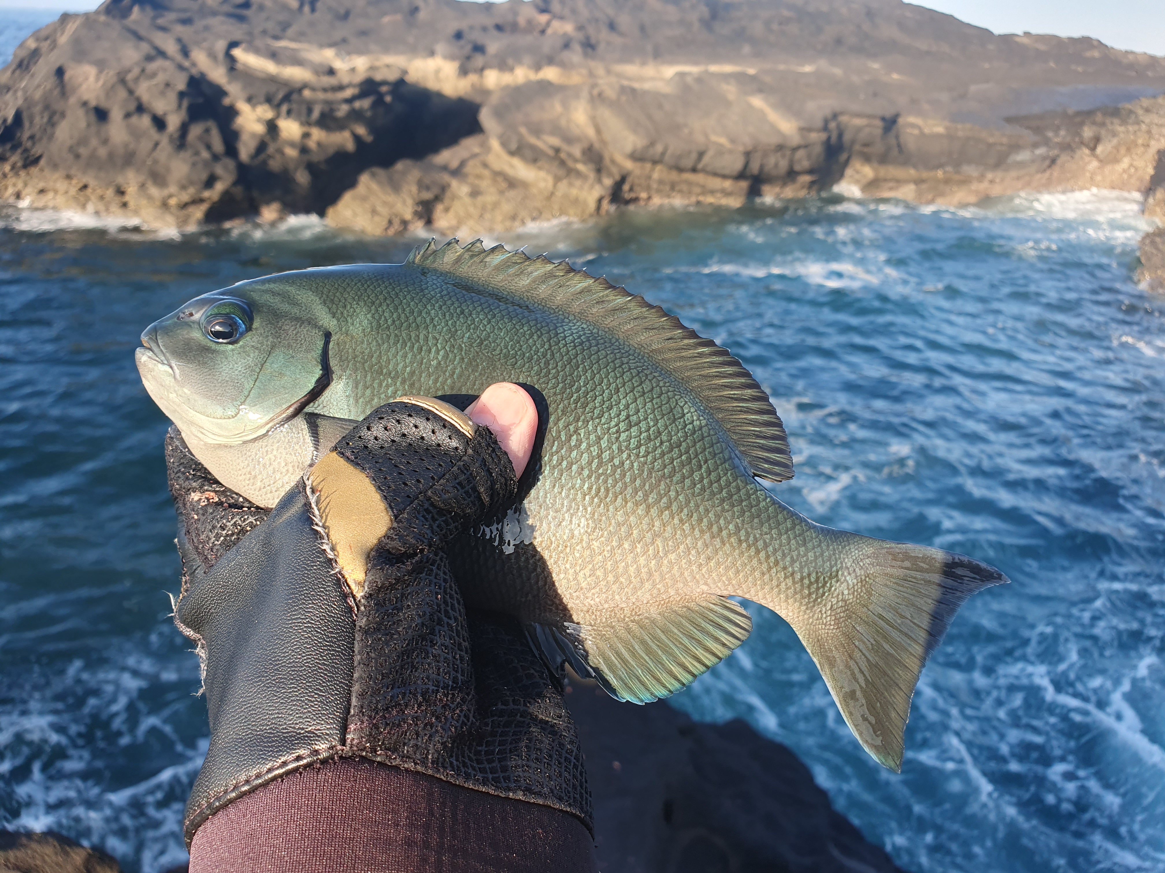 城ヶ島 グレ メジナ