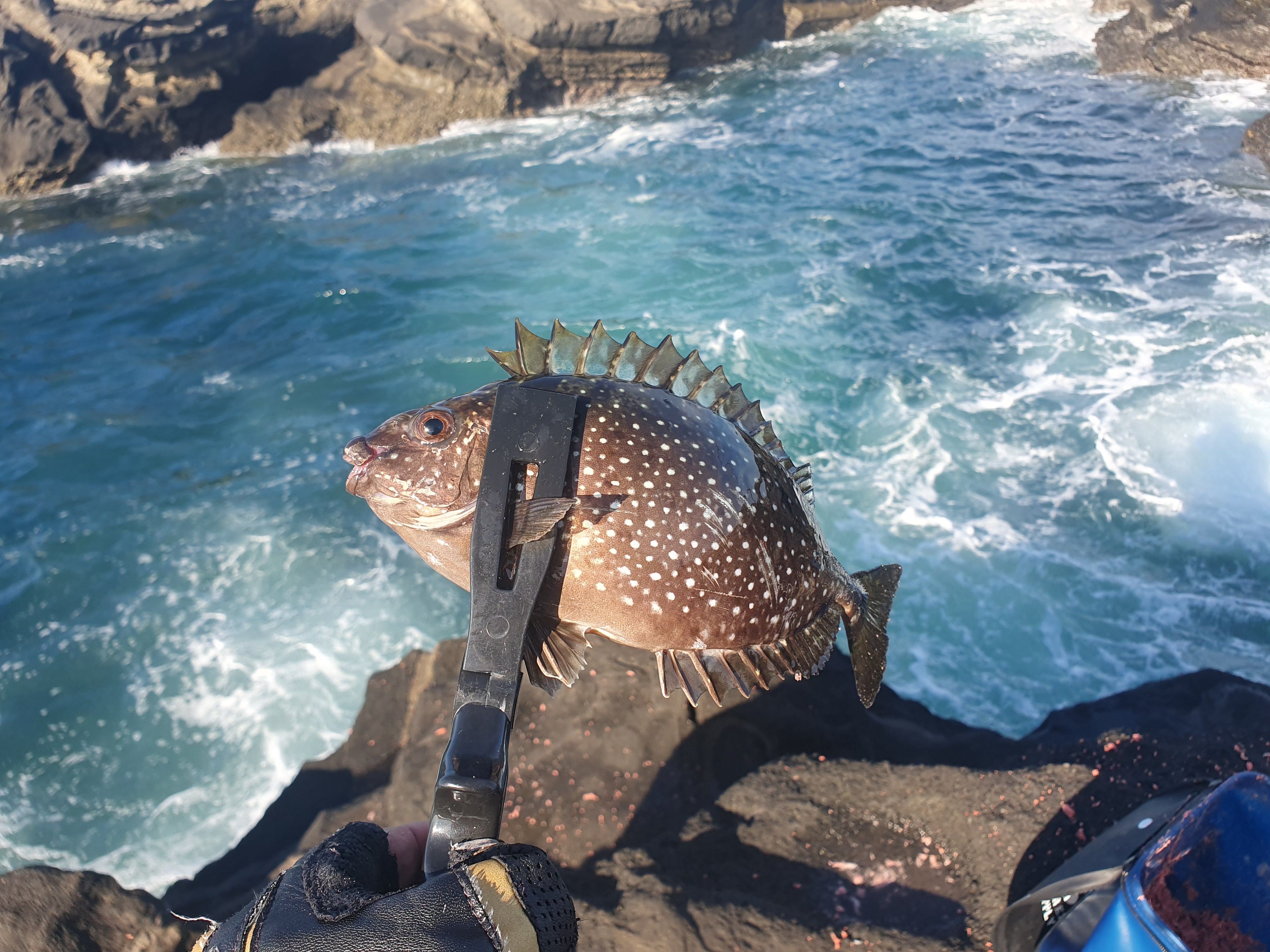 城ヶ島 ヒナダン アイゴ