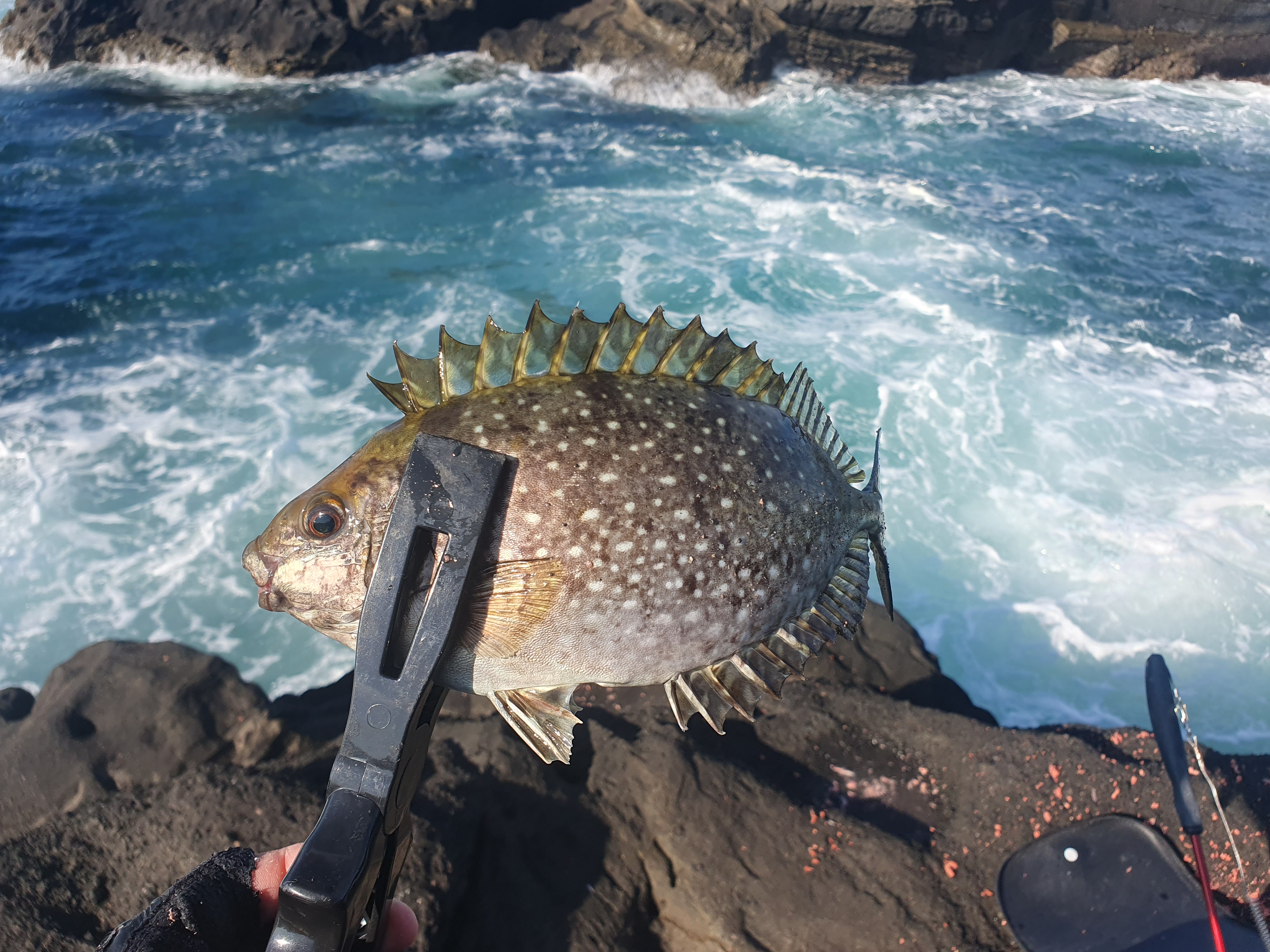 城ヶ島 ヒナダン アイゴ
