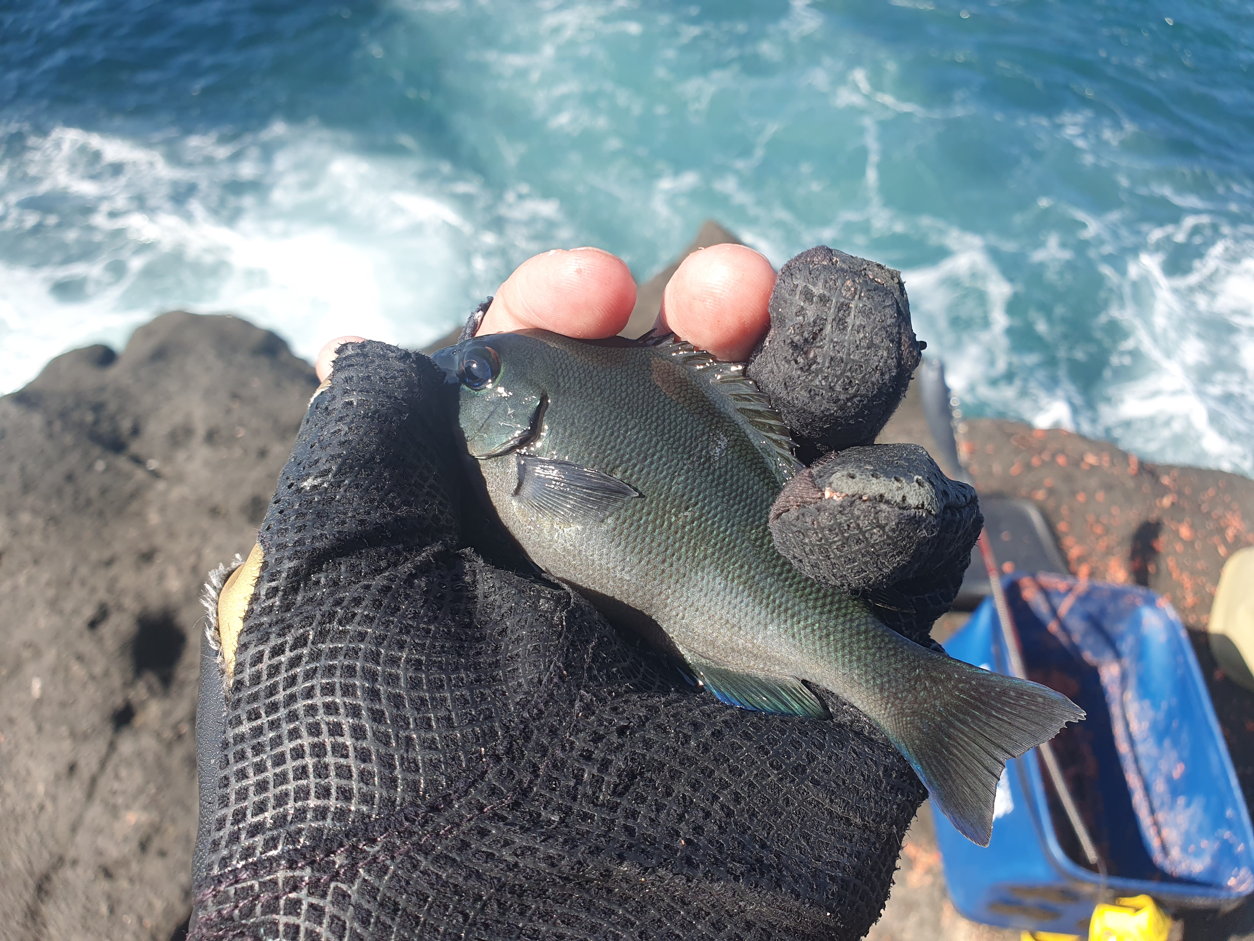 城ヶ島 グレ メジナ