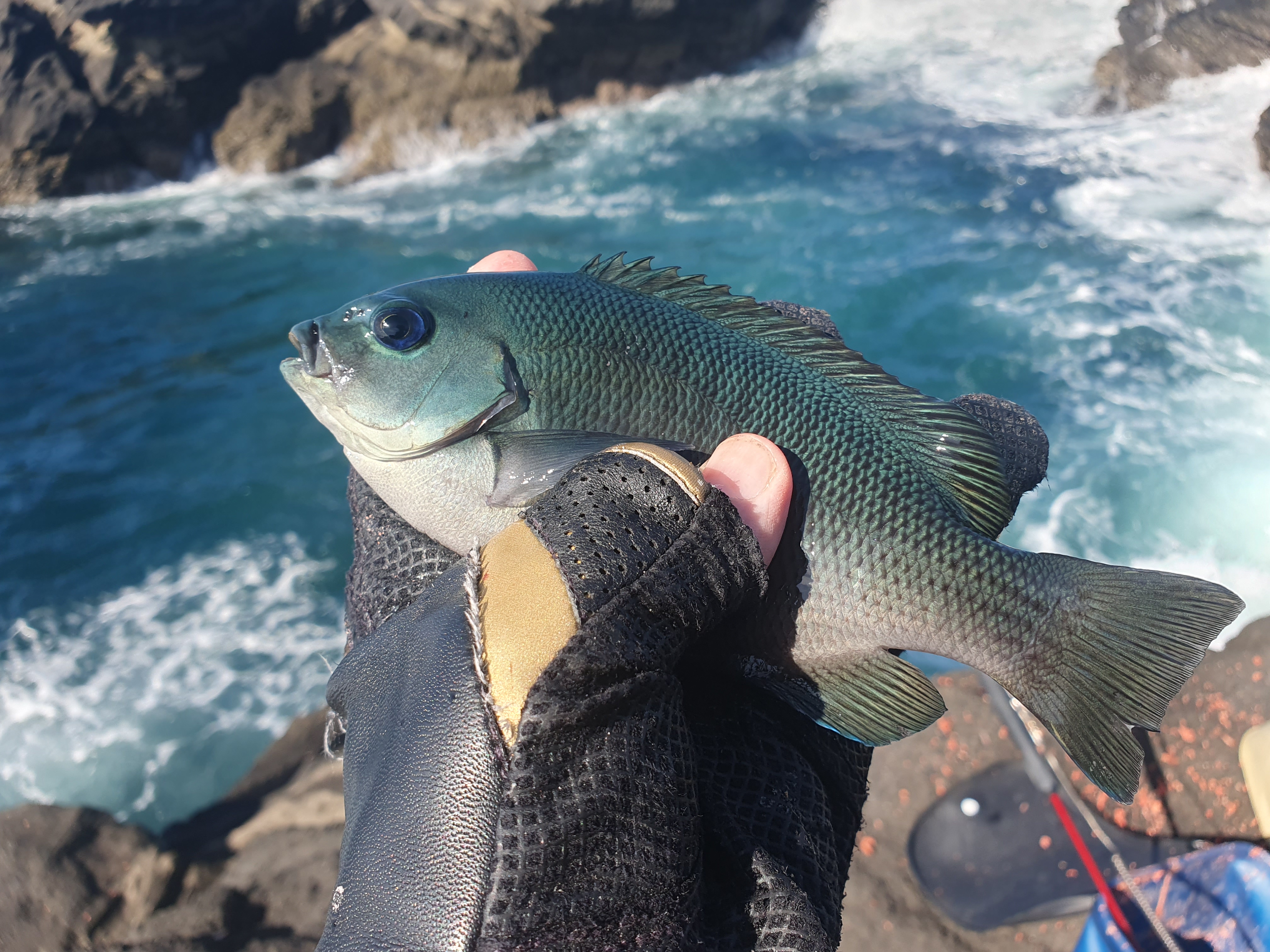 城ヶ島 グレ メジナ