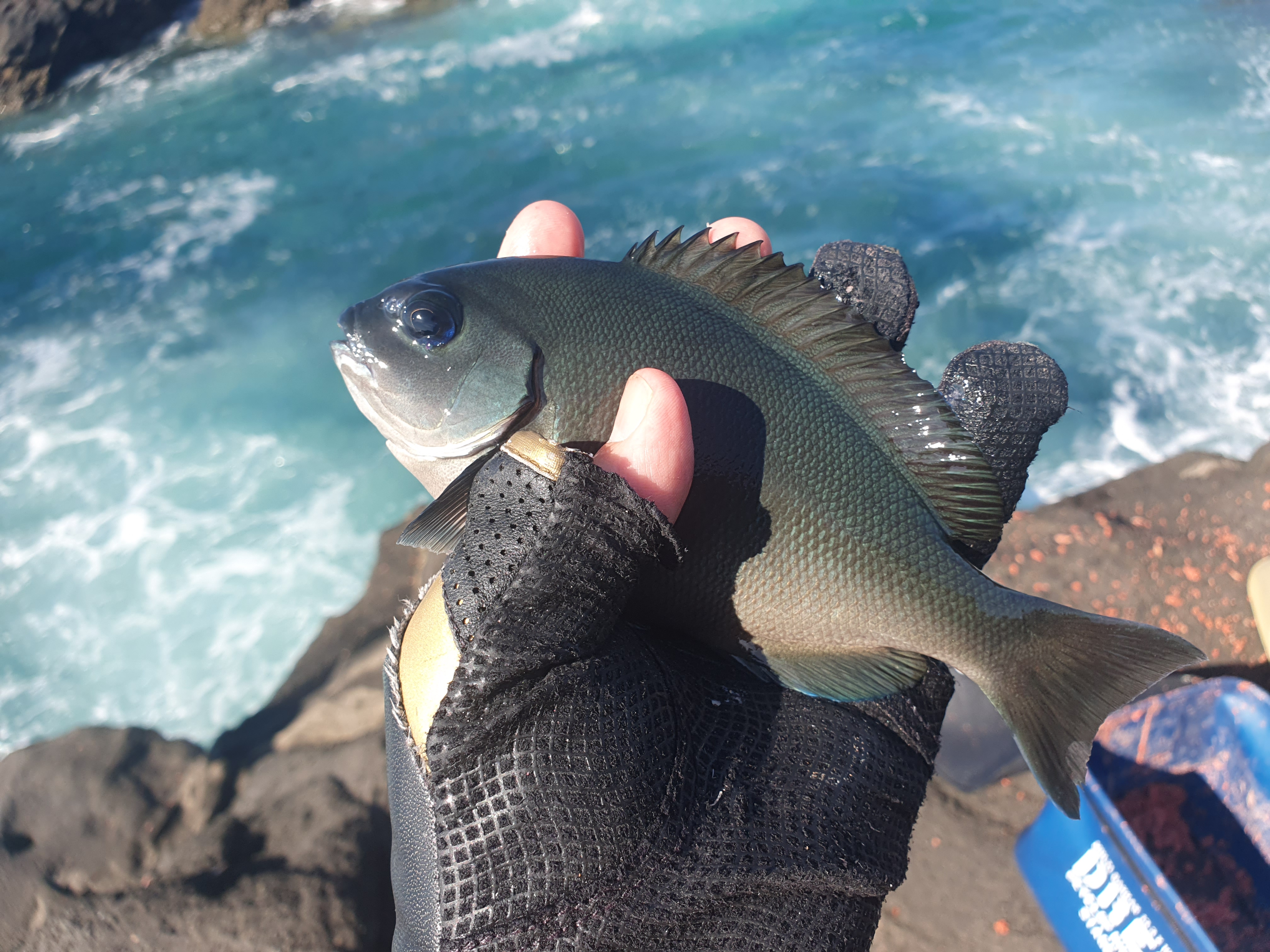 城ヶ島 グレ メジナ