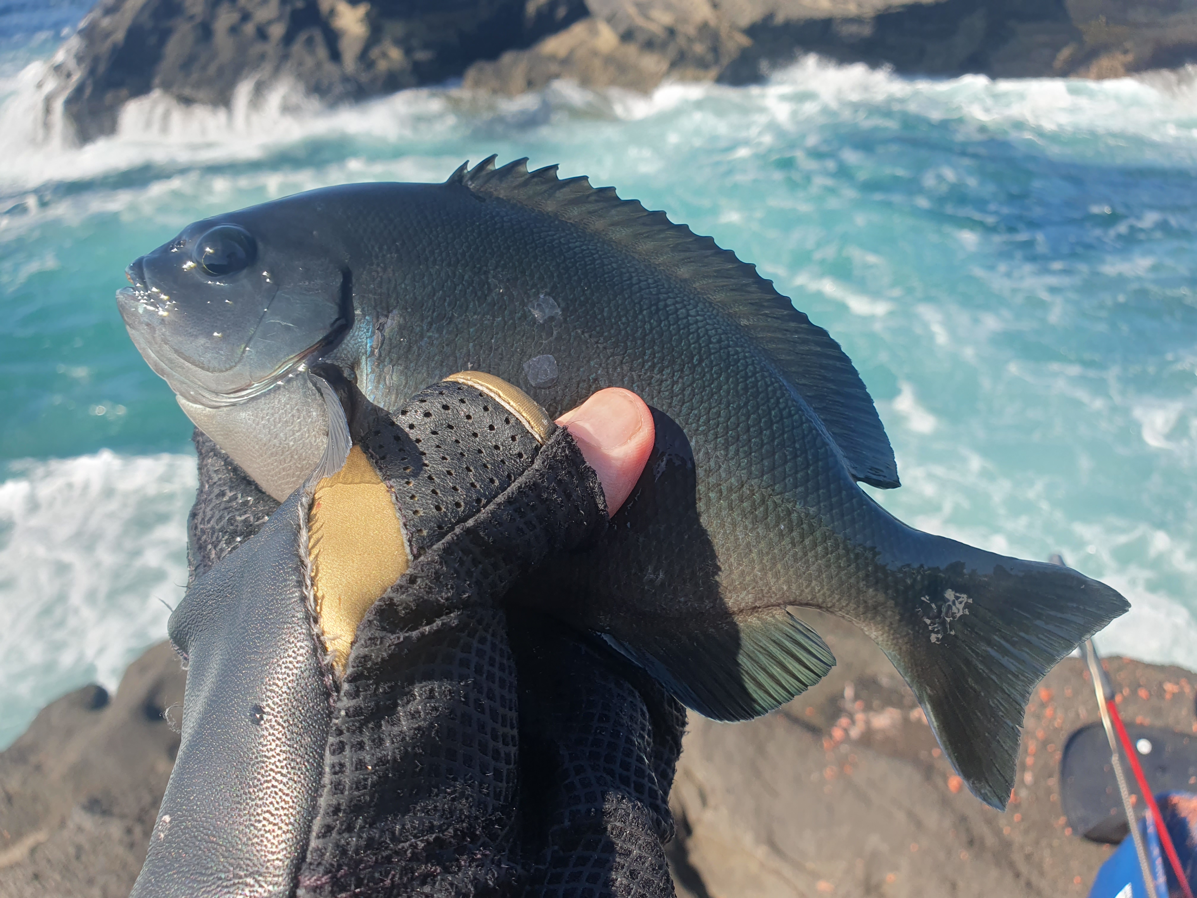 城ヶ島 グレ メジナ