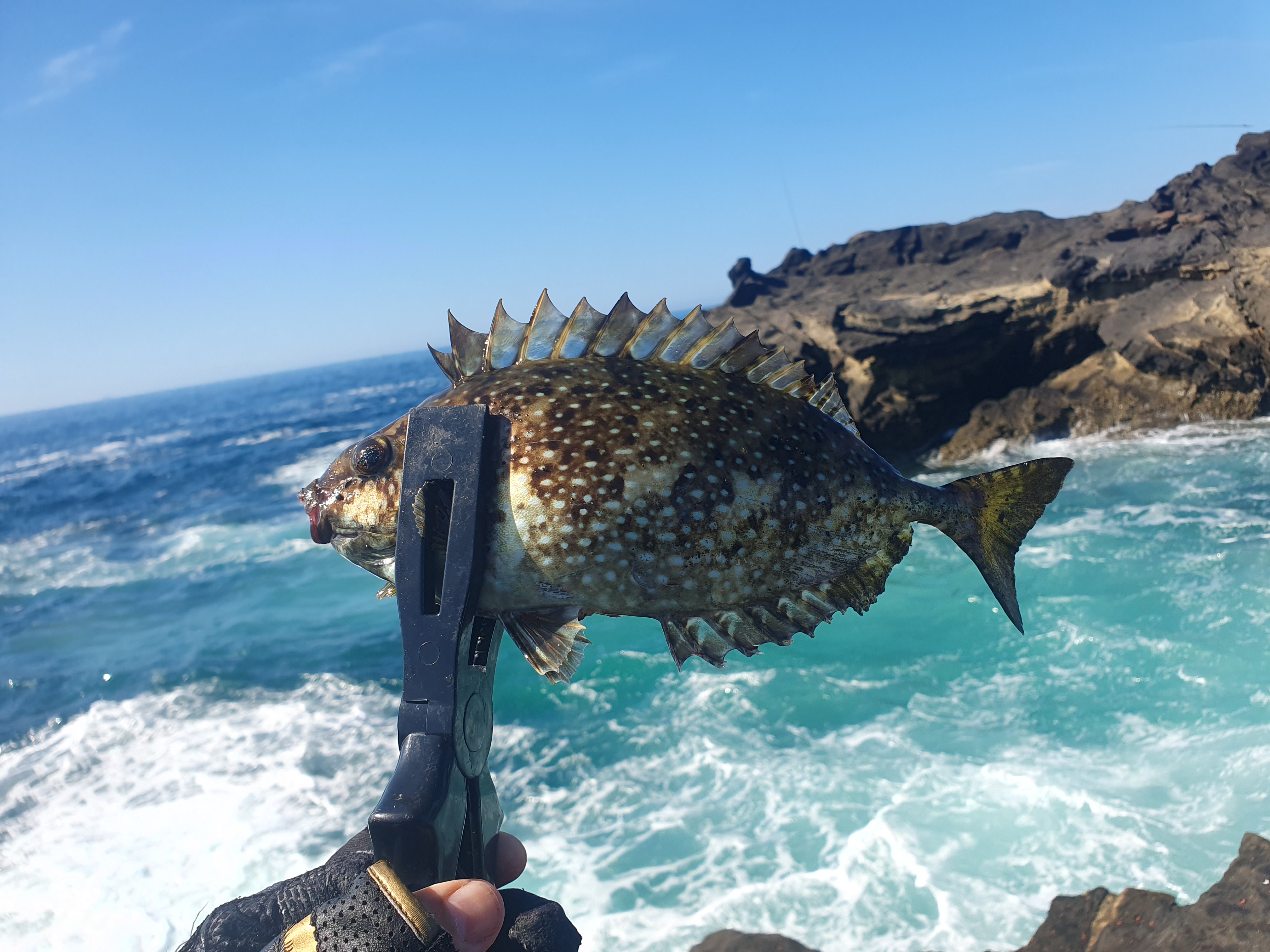 城ヶ島 ヒナダン アイゴ