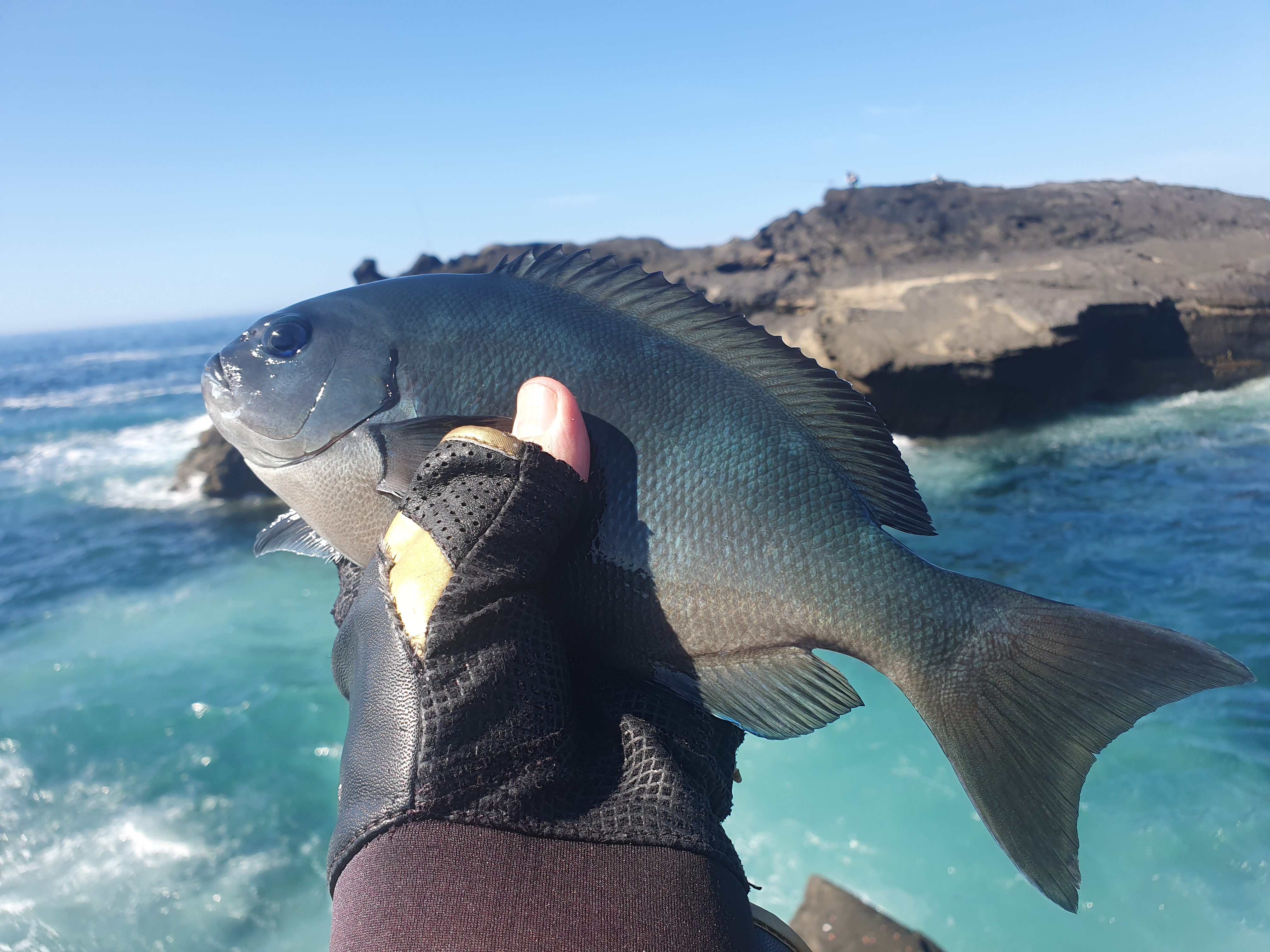 城ヶ島 グレ メジナ