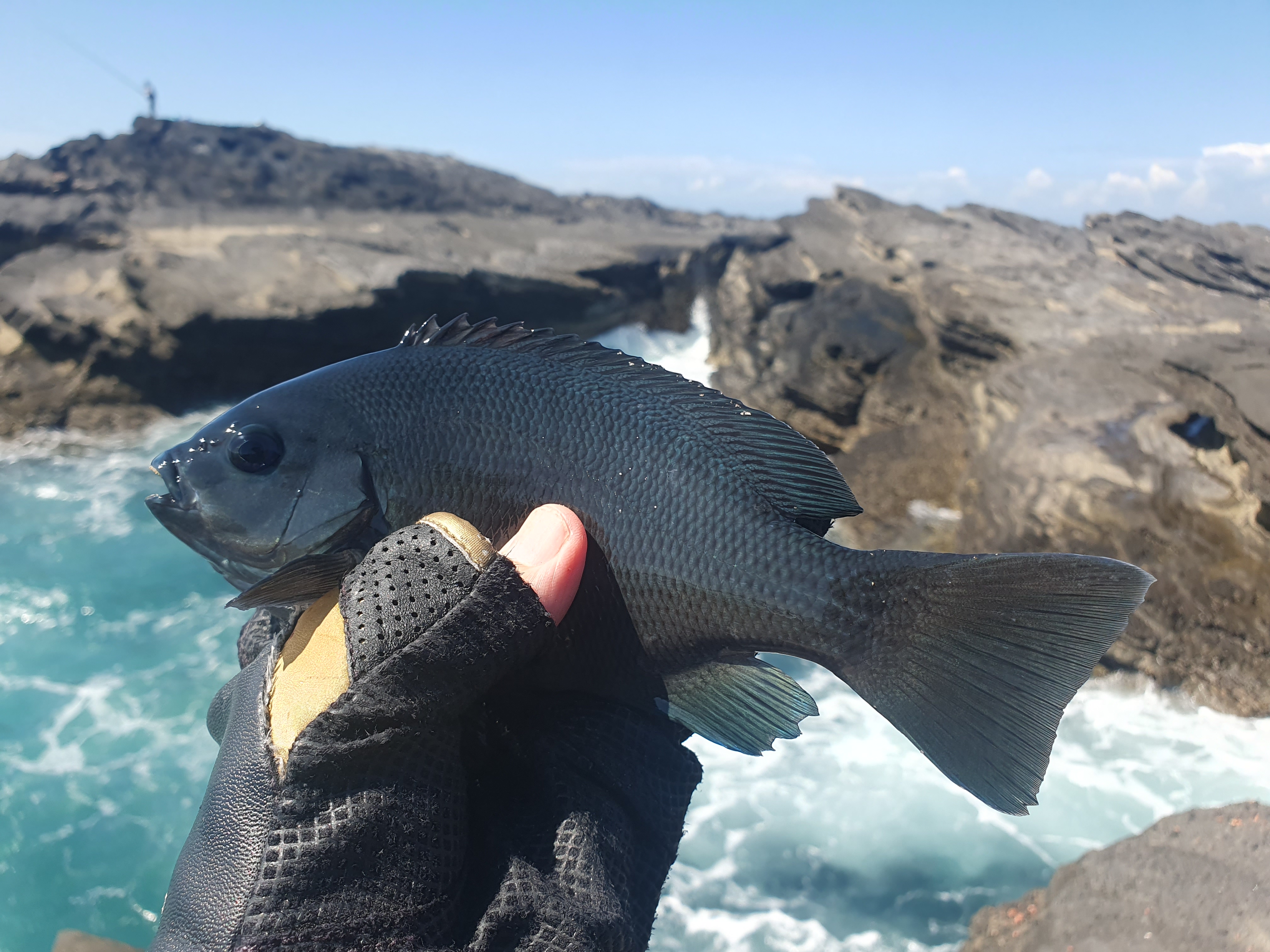 城ヶ島 グレ メジナ