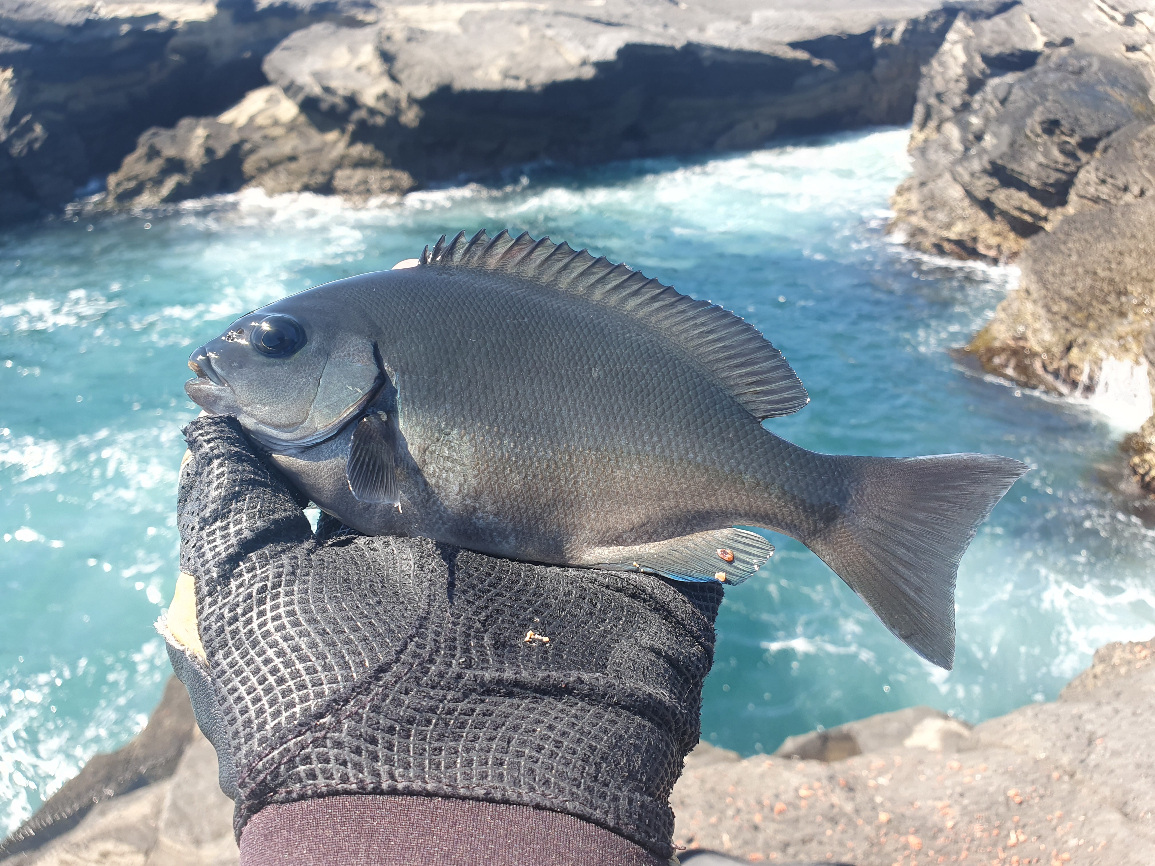 城ヶ島 グレ メジナ