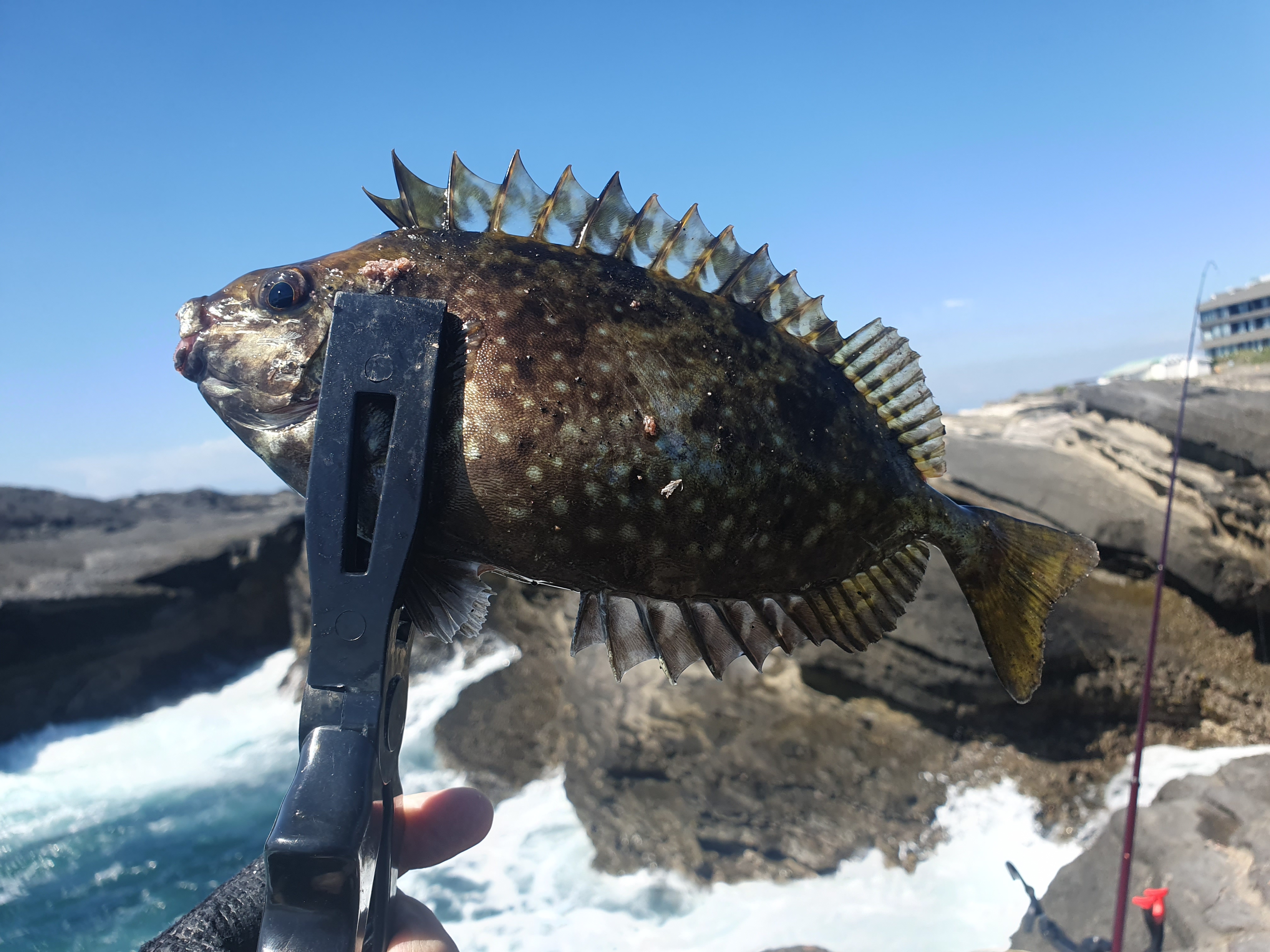 城ヶ島 ヒナダン アイゴ