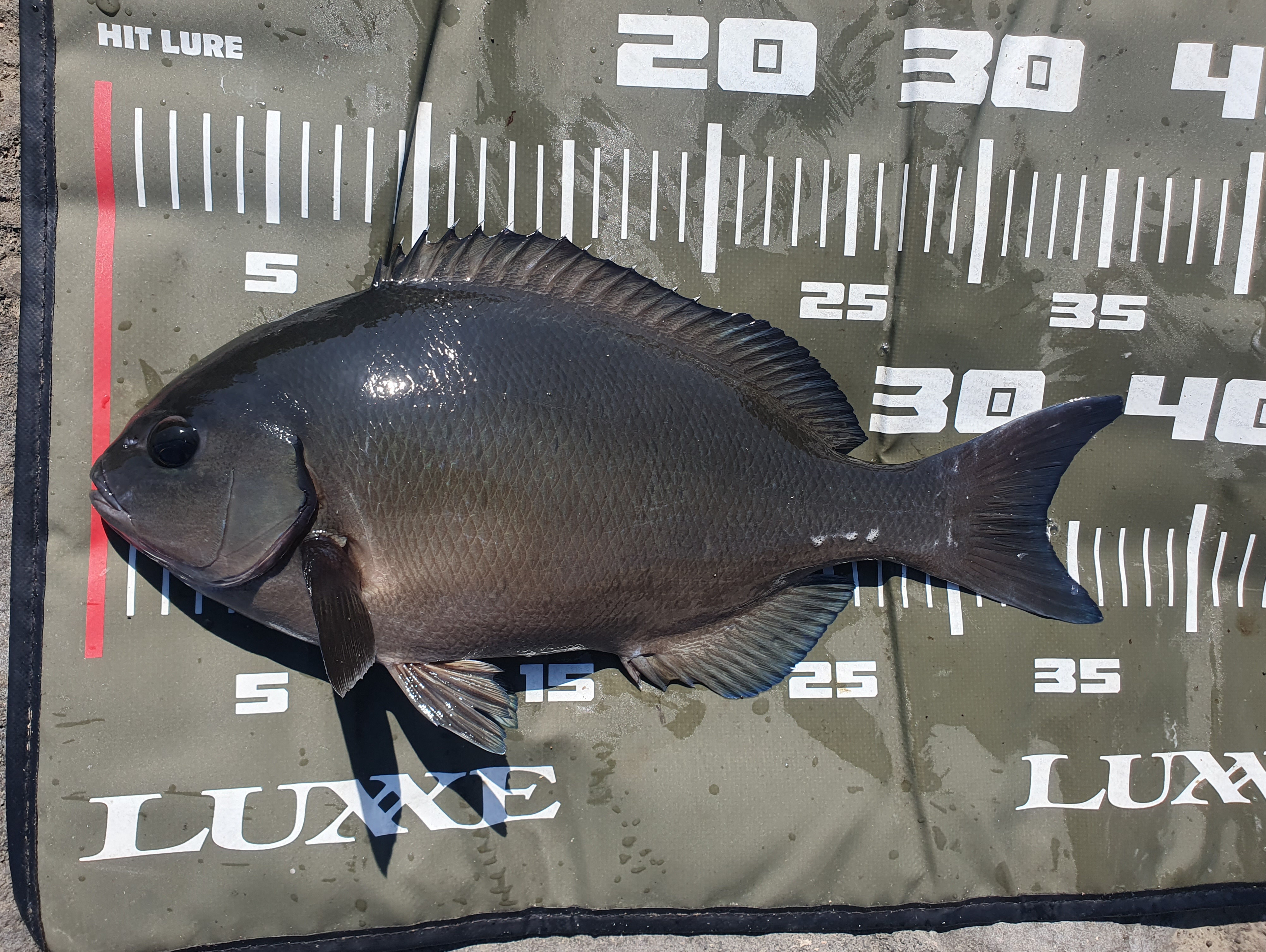 城ヶ島 グレ メジナ