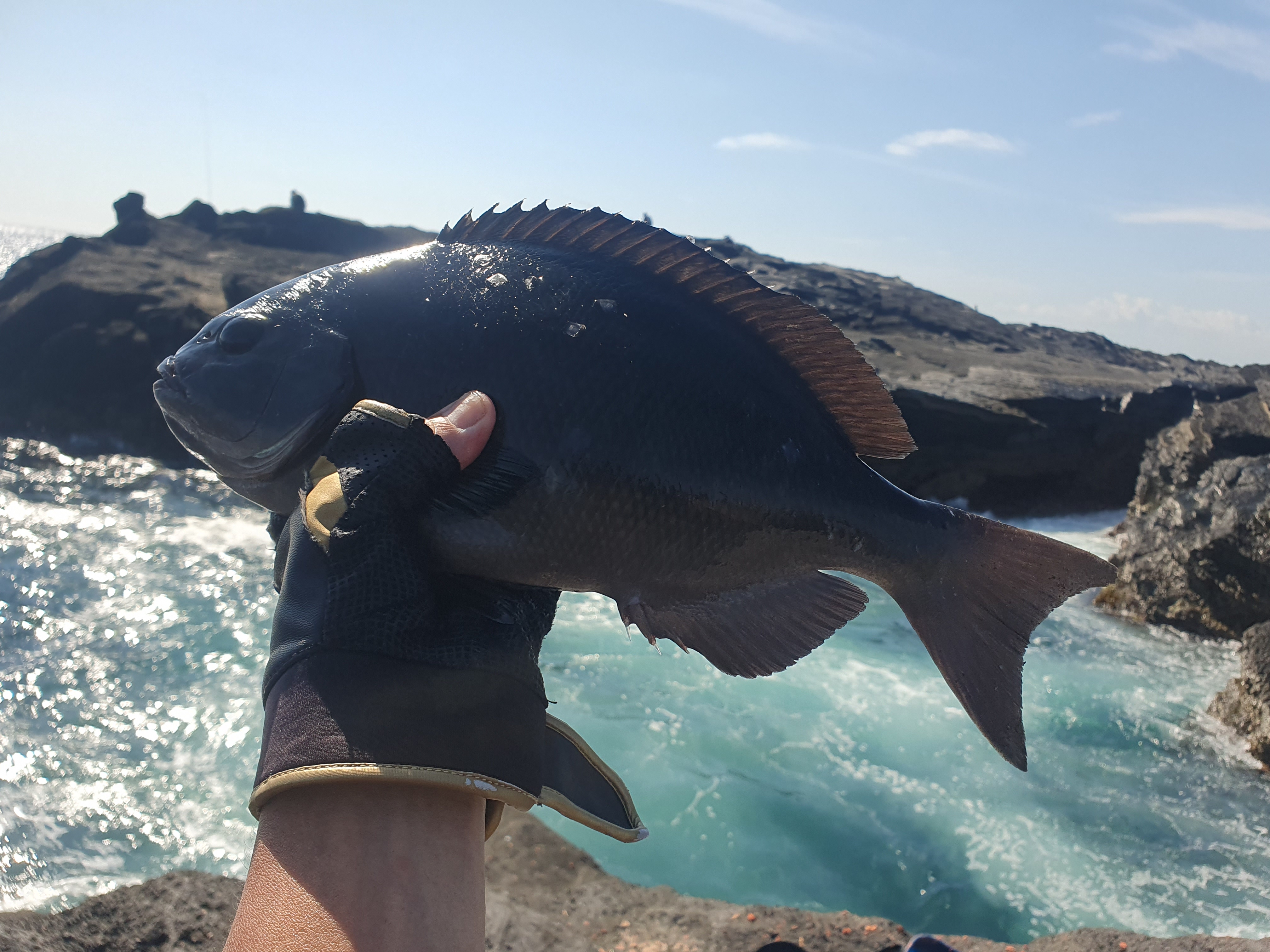 城ヶ島 グレ メジナ