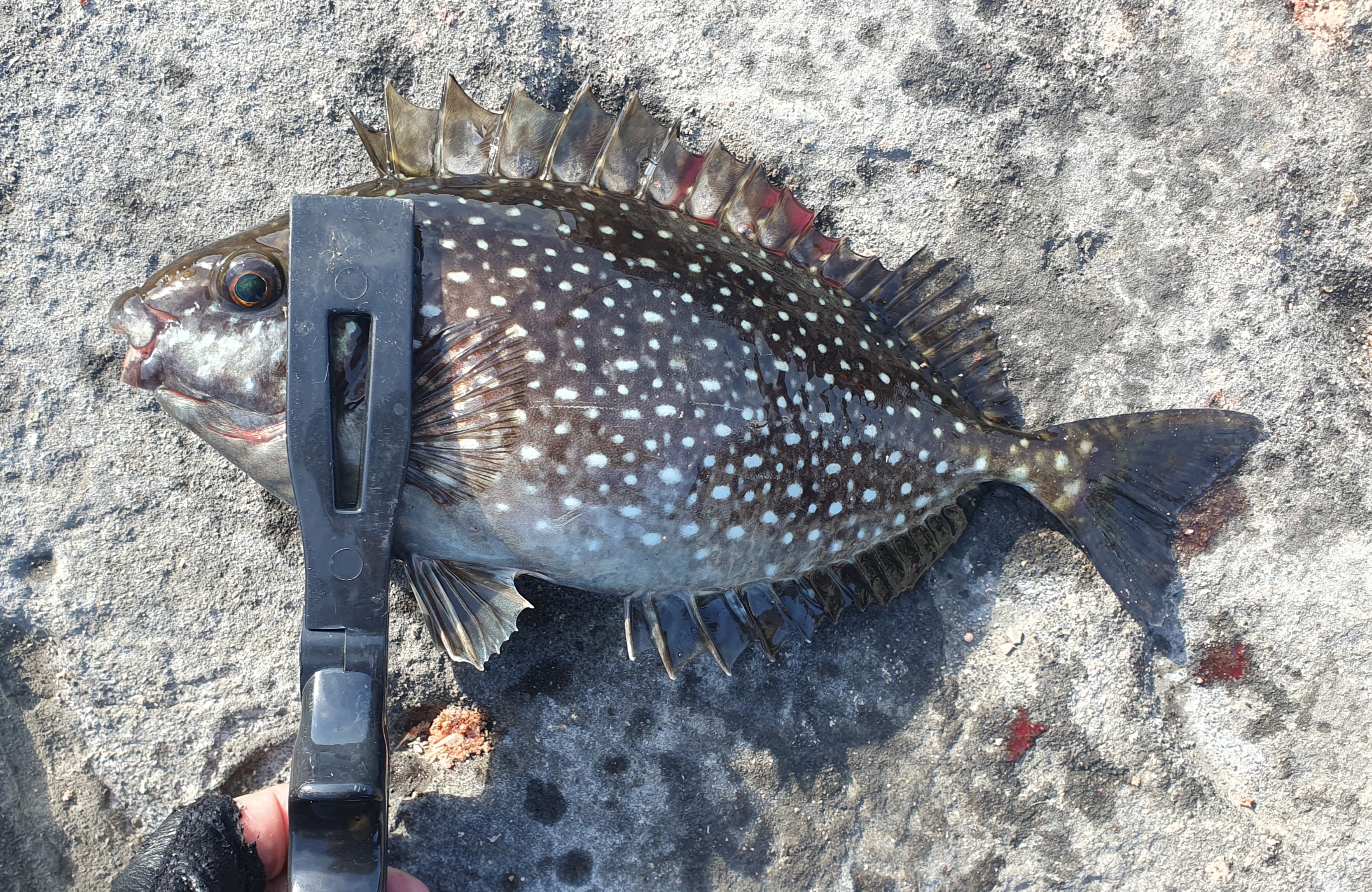 城ヶ島 ヒナダン アイゴ