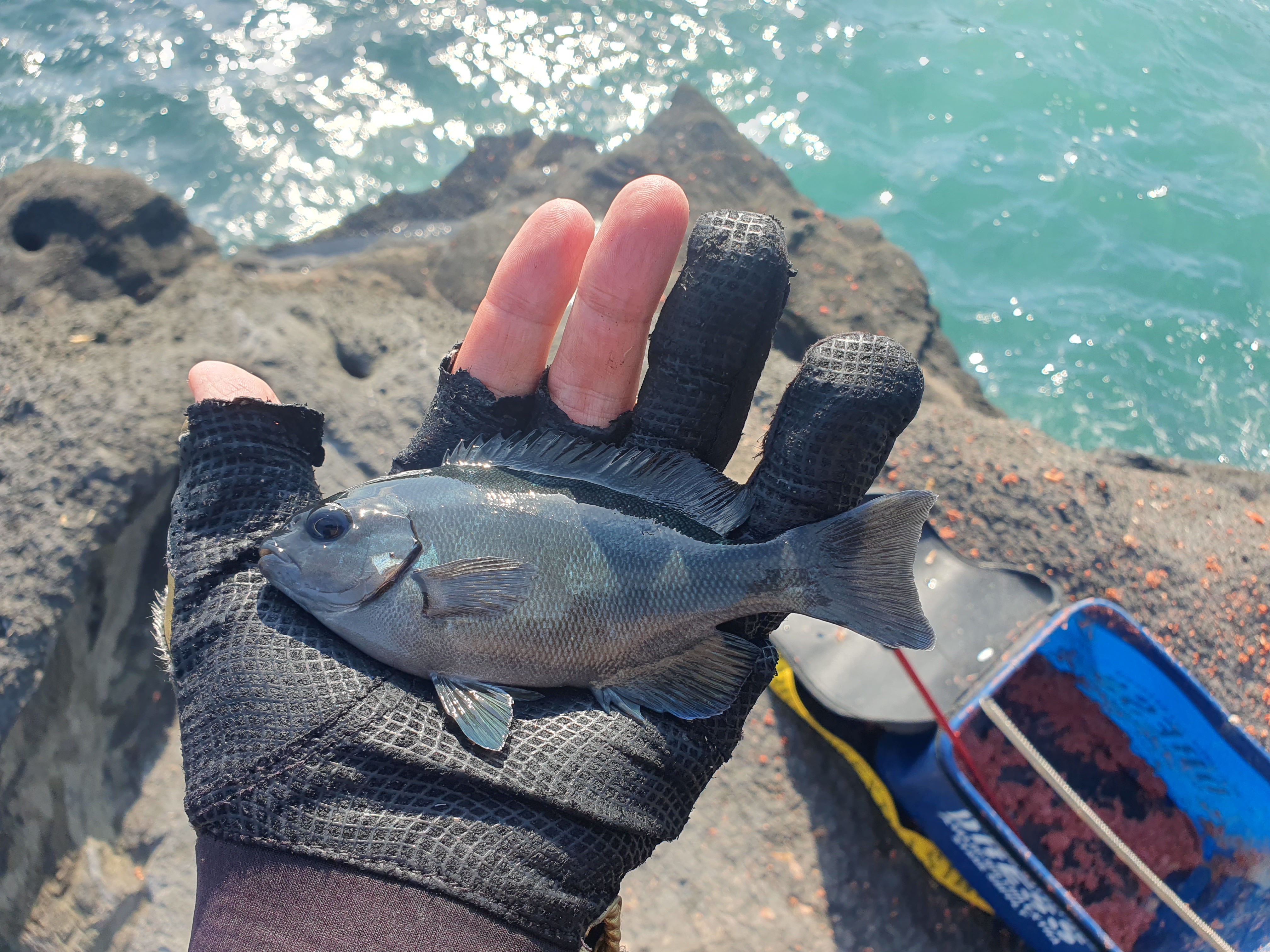 城ヶ島 グレ メジナ