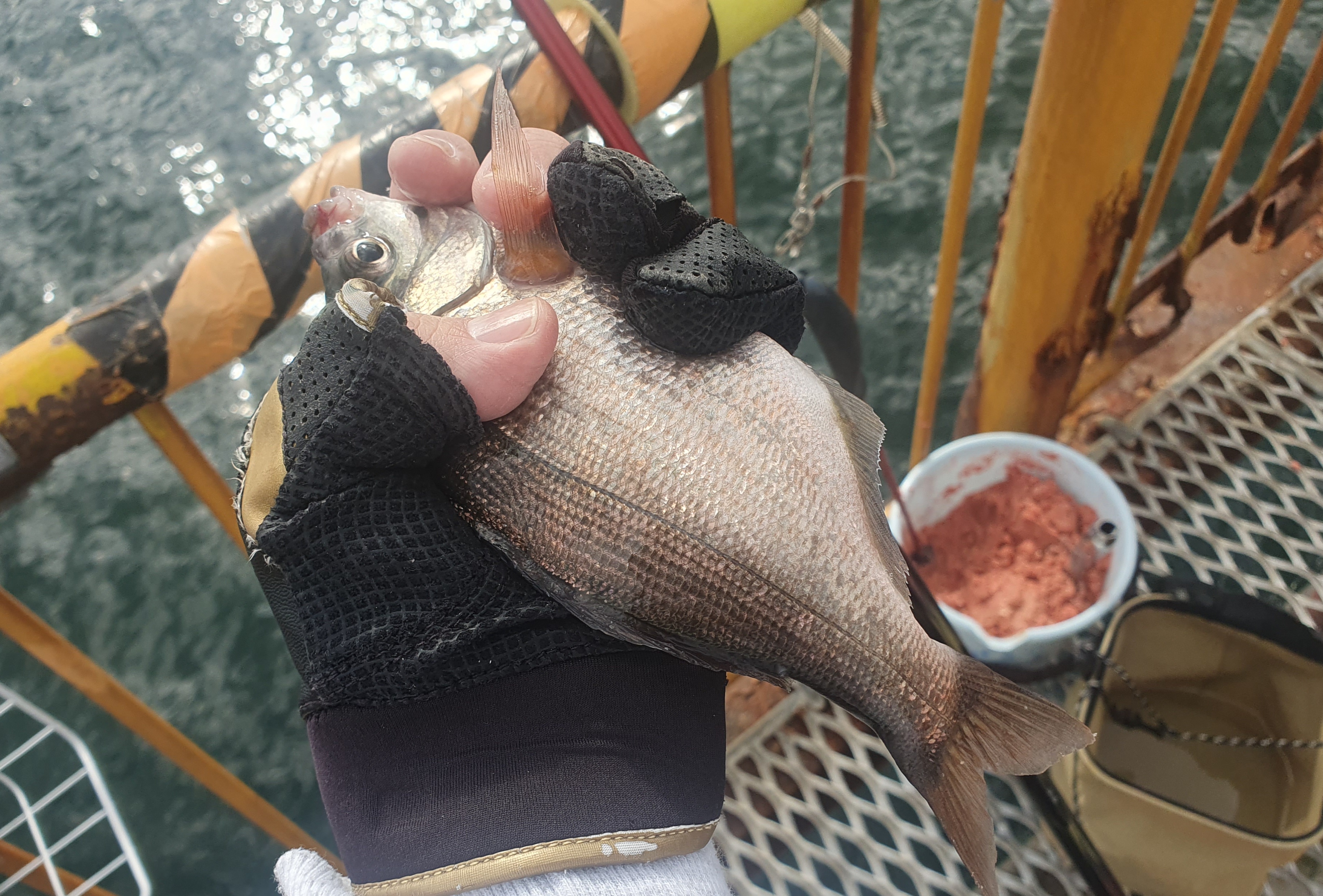 メジナ 磯子 ウキフカセ釣り